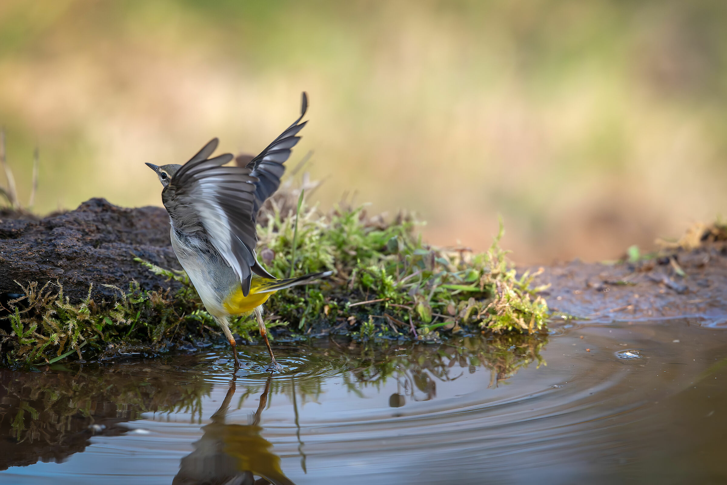 Yellow Ballerina #capannocora