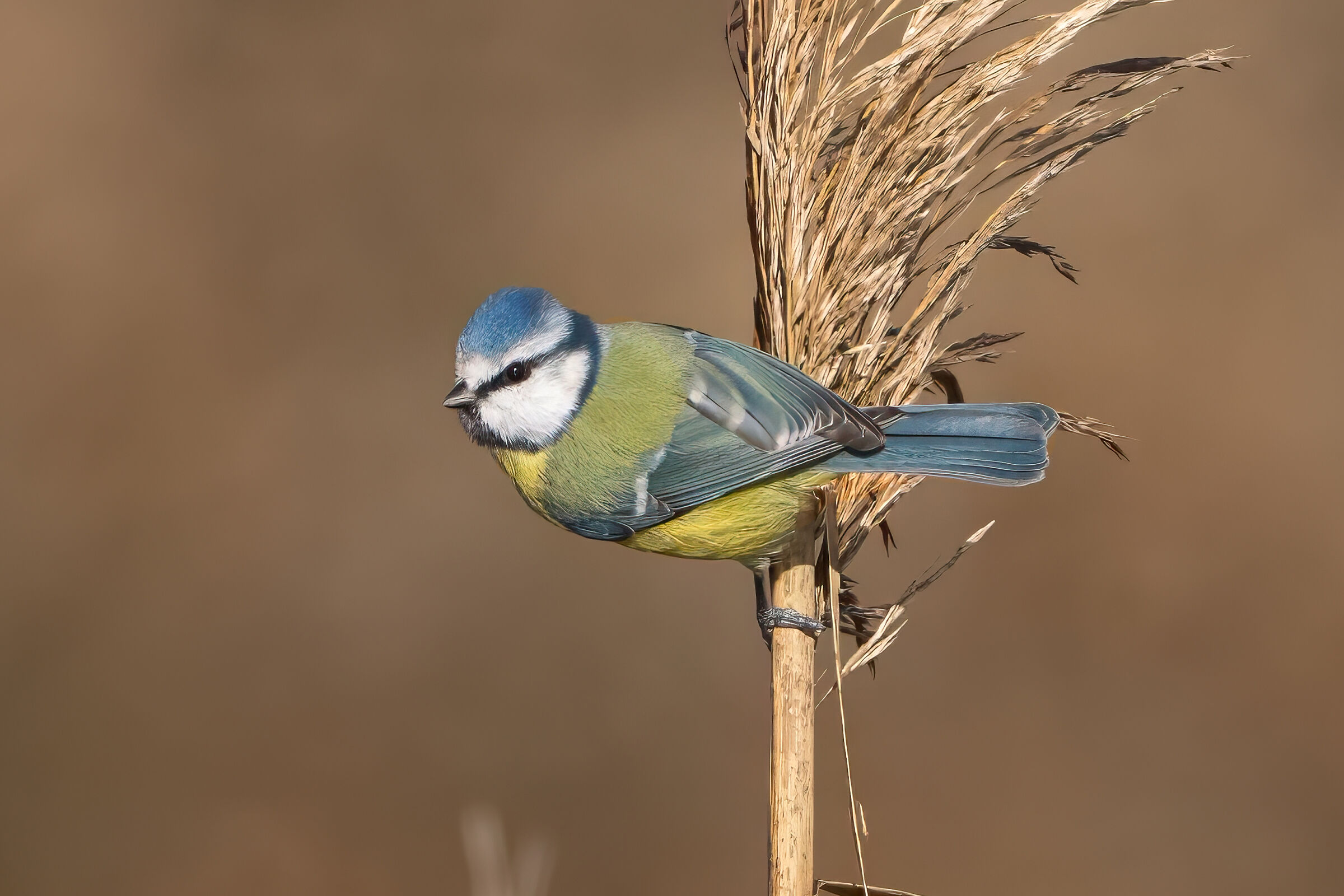 Cinciarella (Cyanistes caeruleus)
