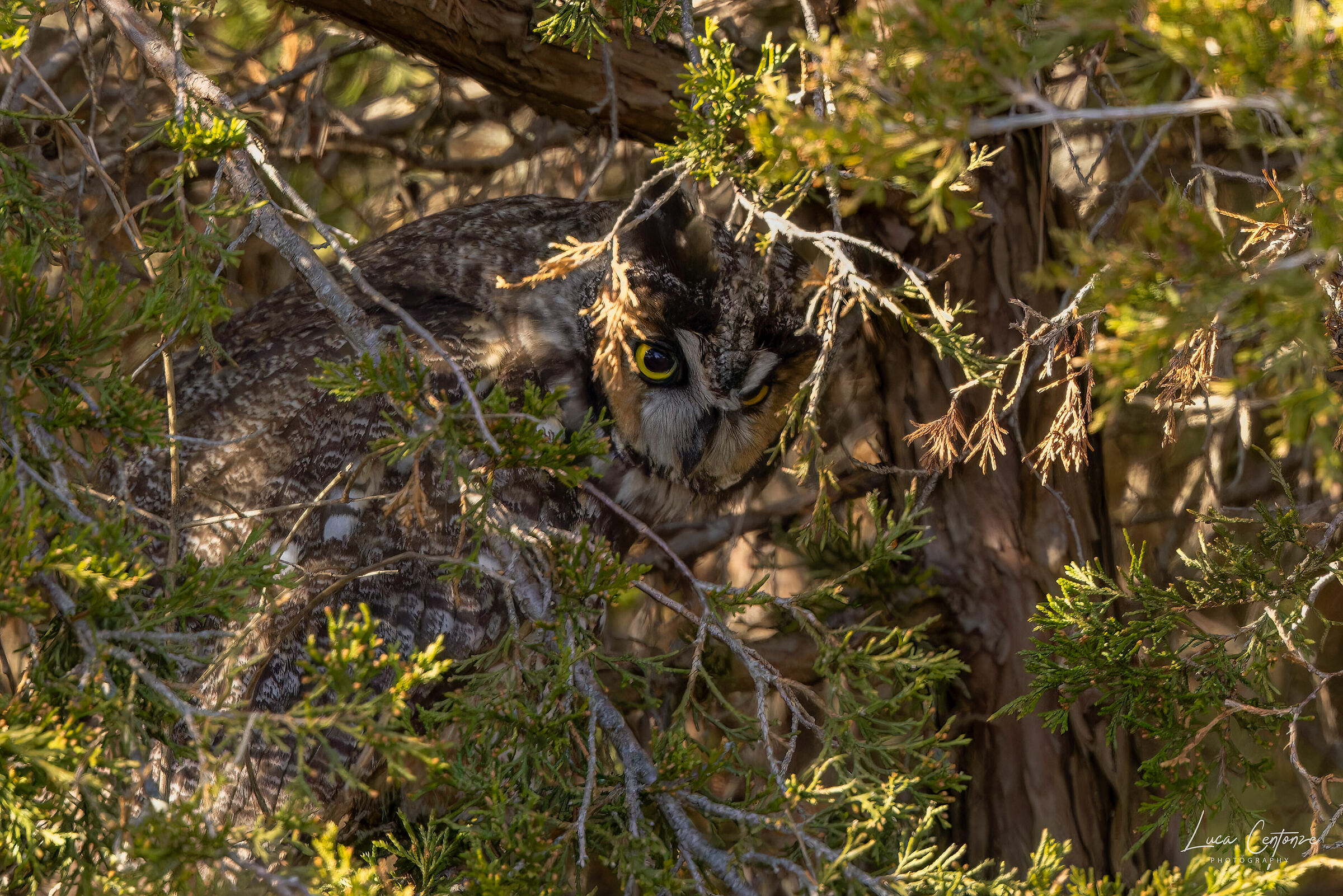 Long-eared Owl (Asio otus)