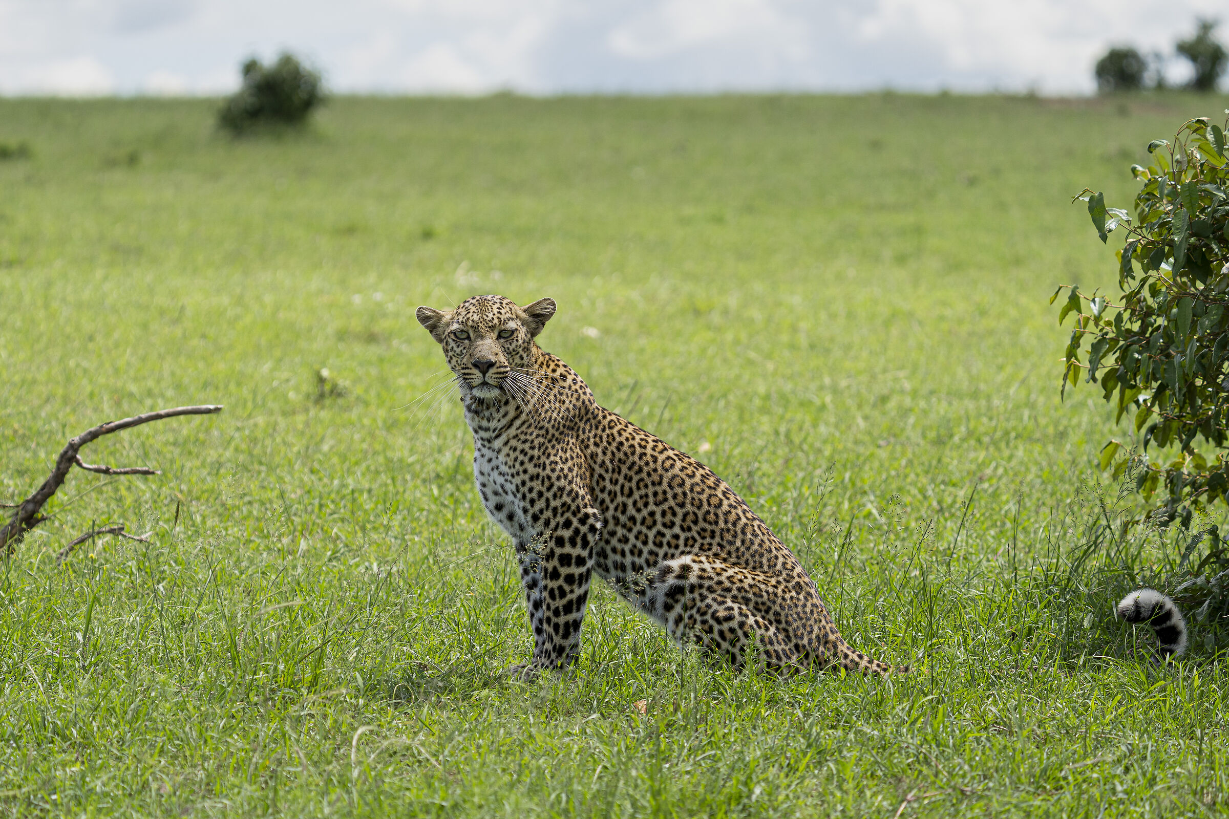 Il principe del Masai Mara