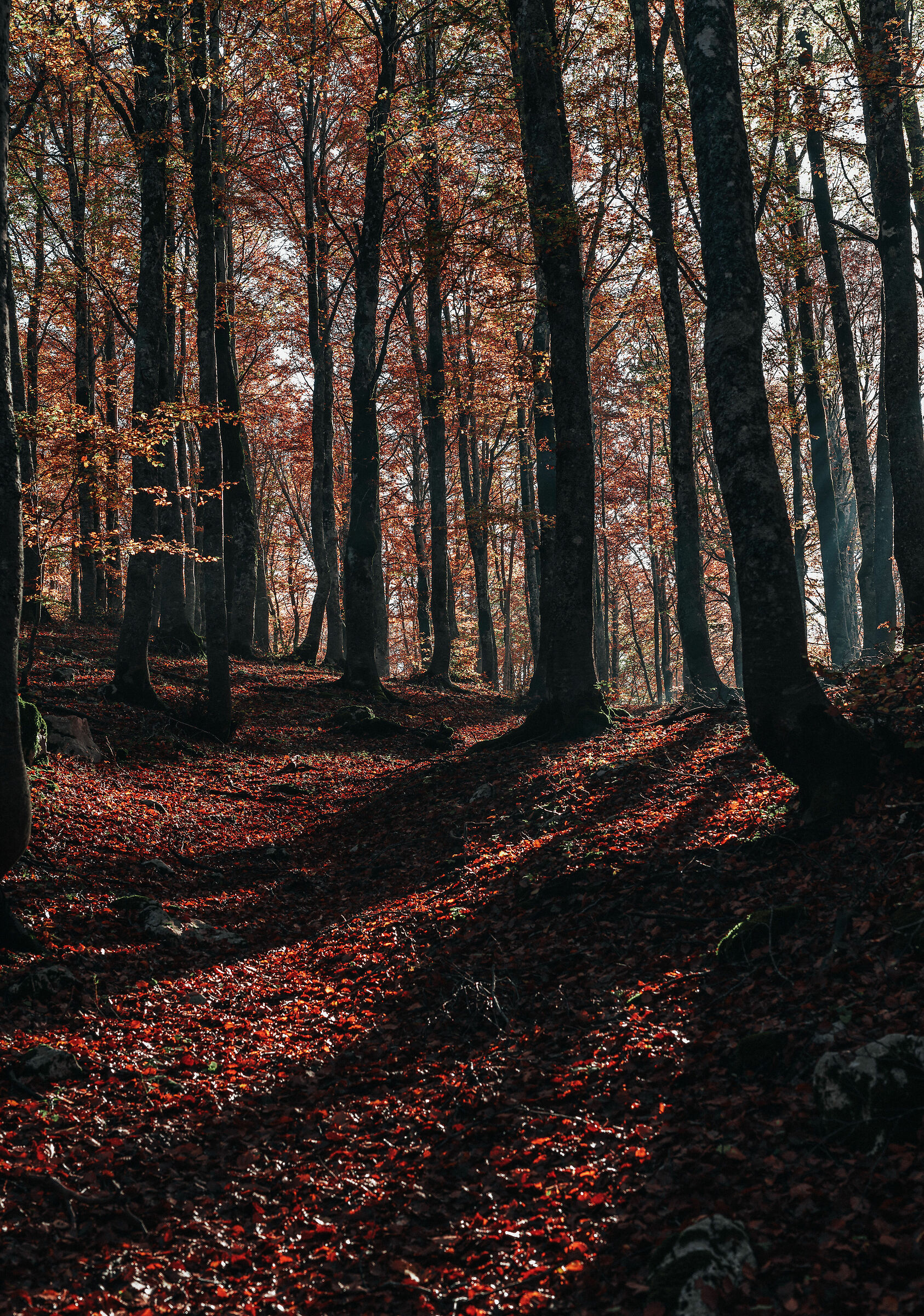 The light of the forest