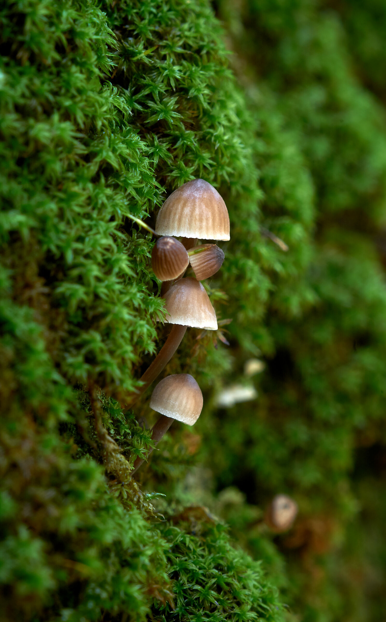 Piccole creature tra i muschi