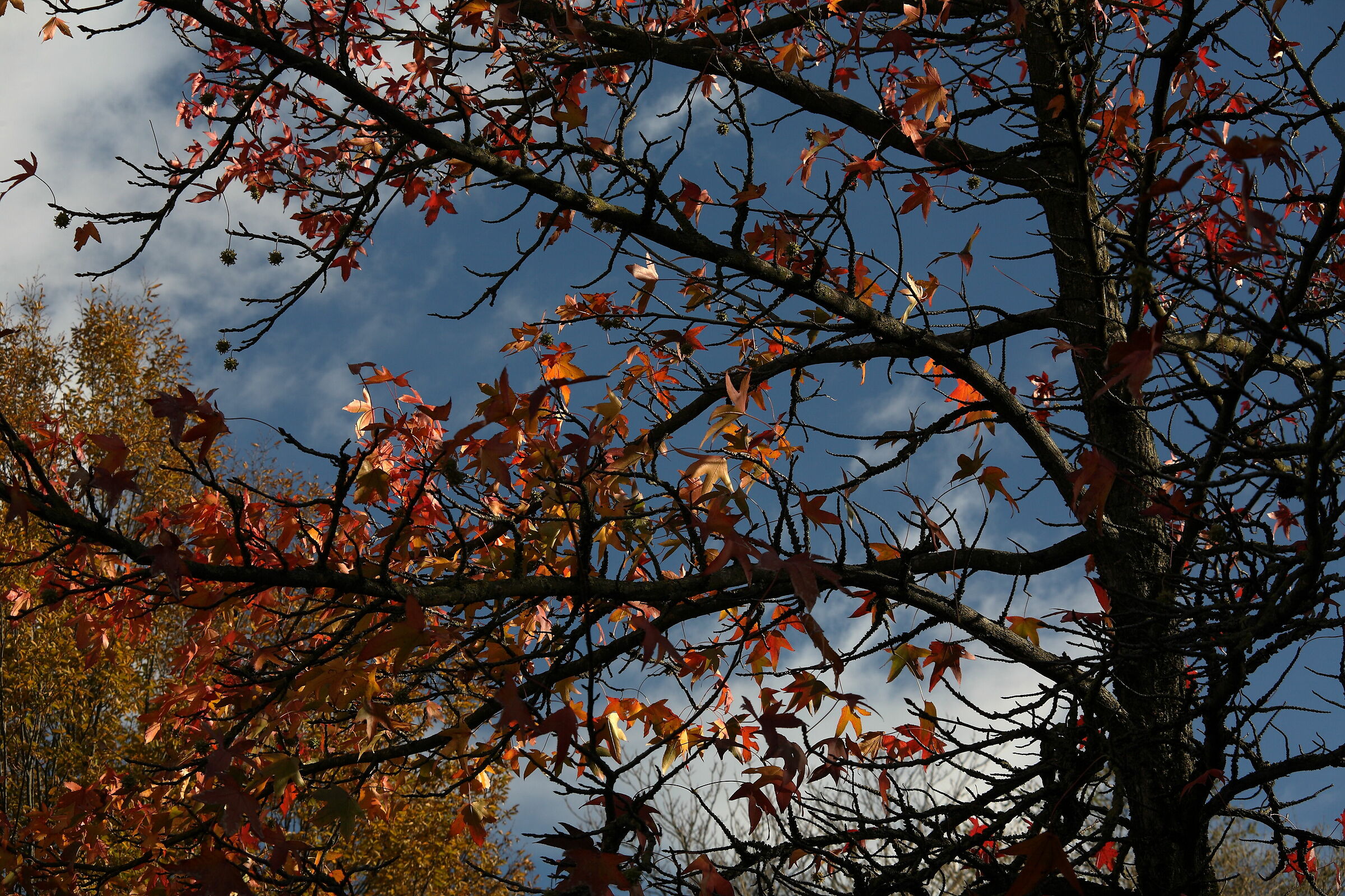 Autumn on the colli_5