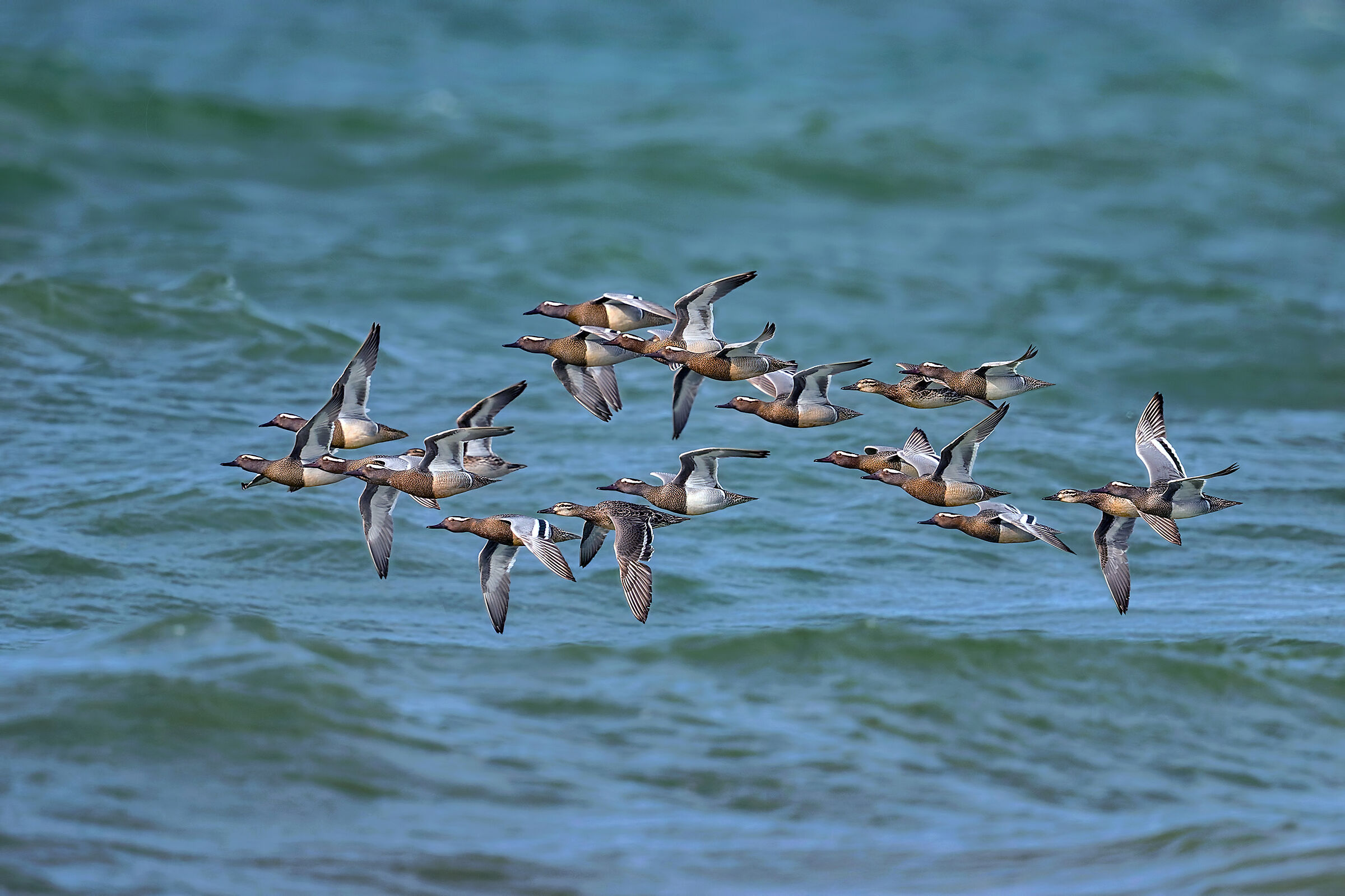 La migrazione delle marzaiole