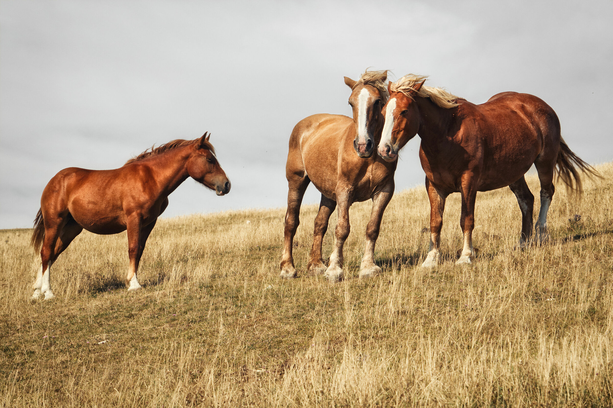 Wild Horses
