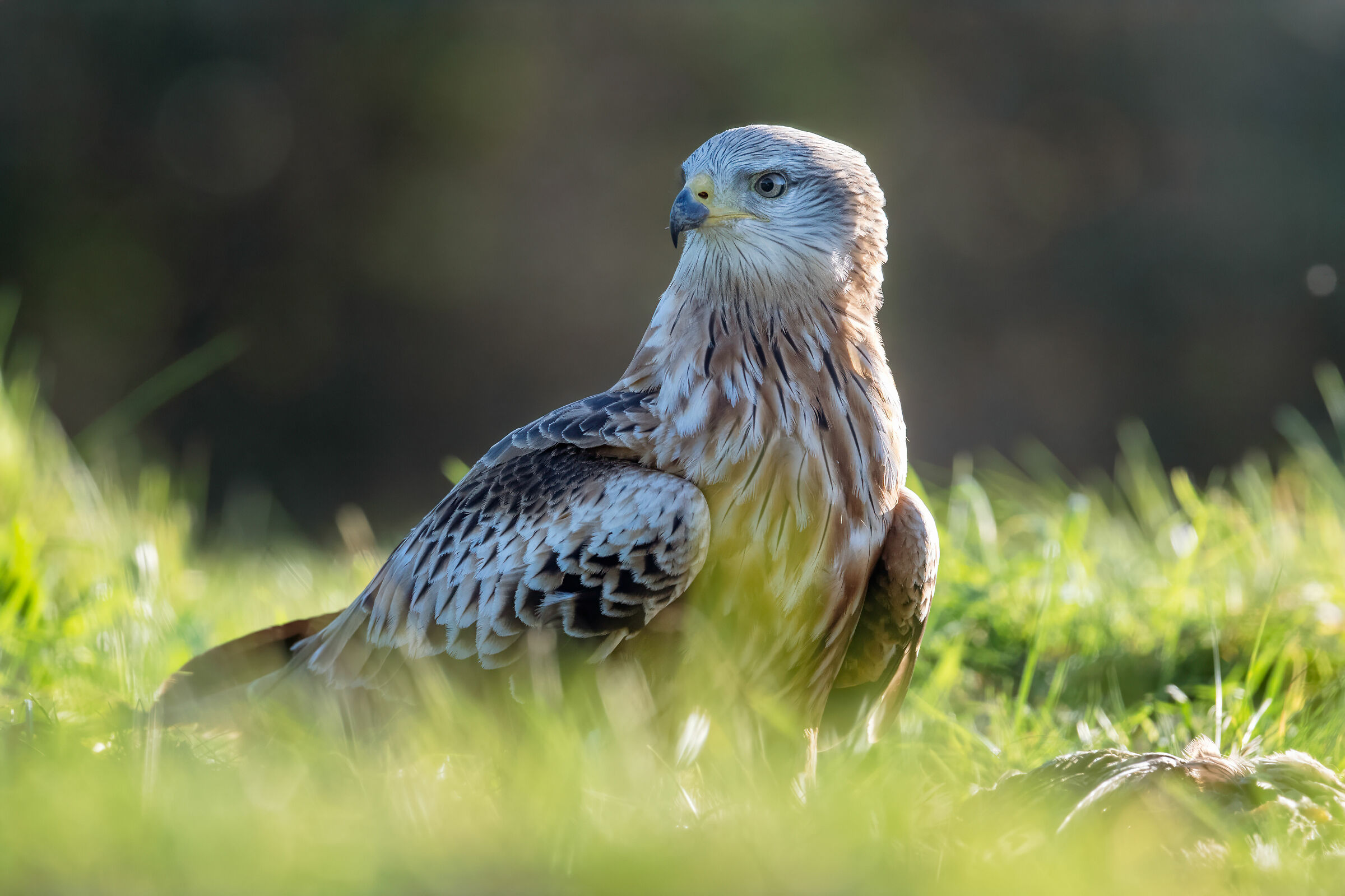 Portrait of a red kite (Milvus milvus)