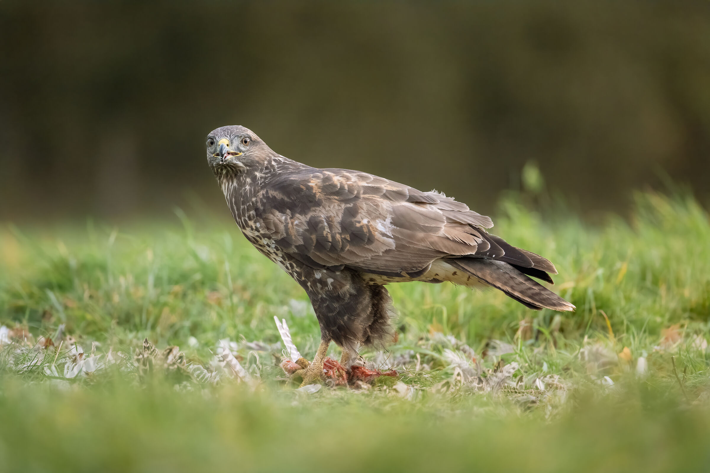 Common buzzard (Buteo buteo)