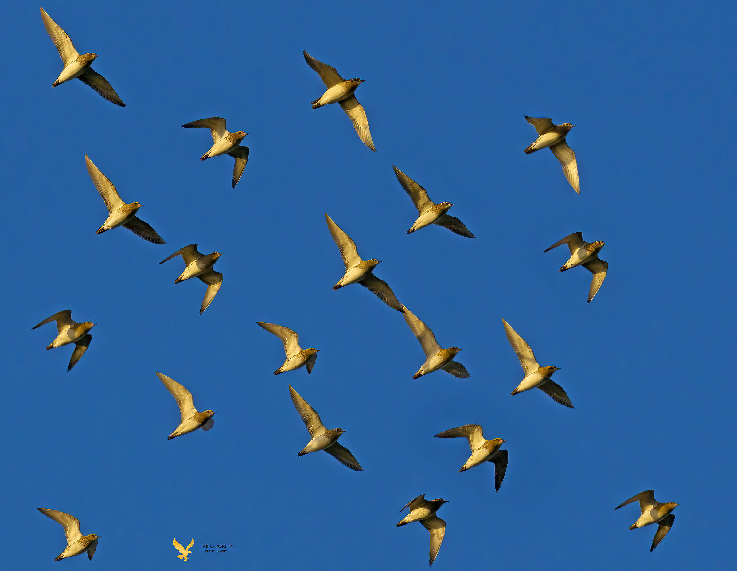 se si chiamano pivieri dorati ci sarà un motivo