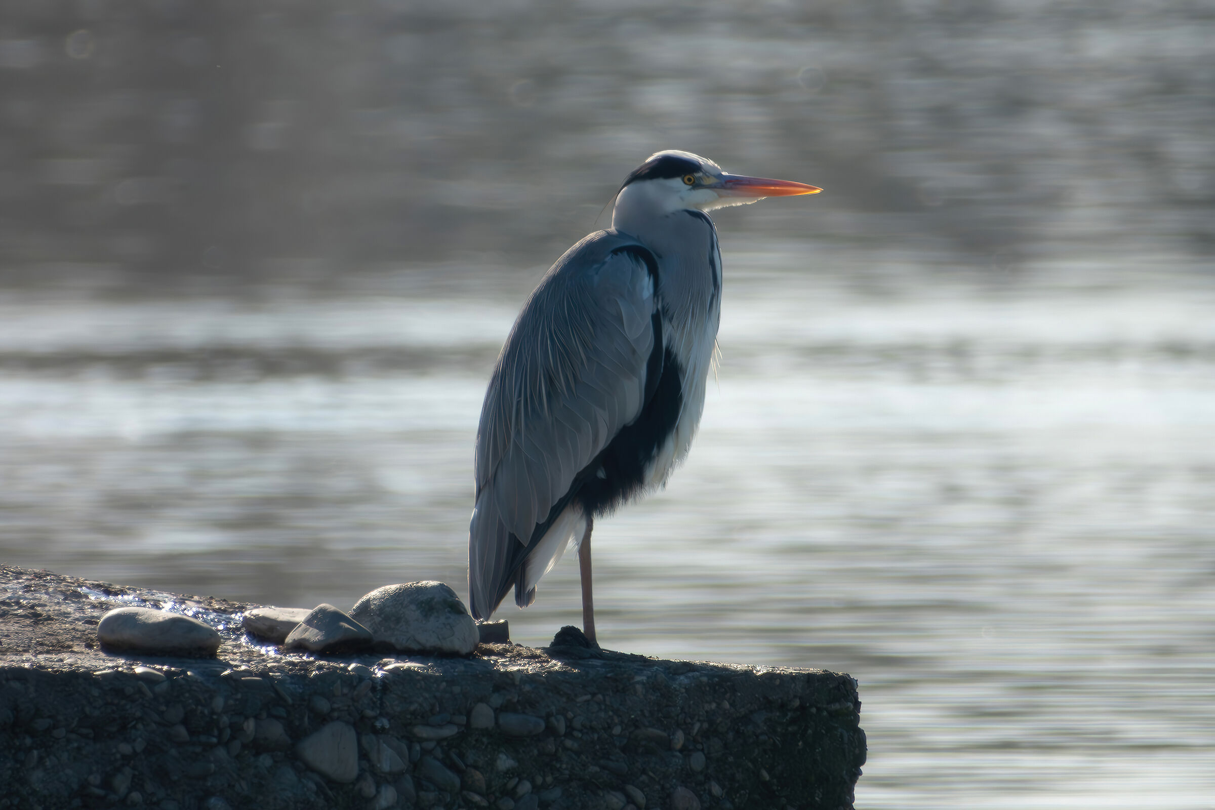 Grey heron