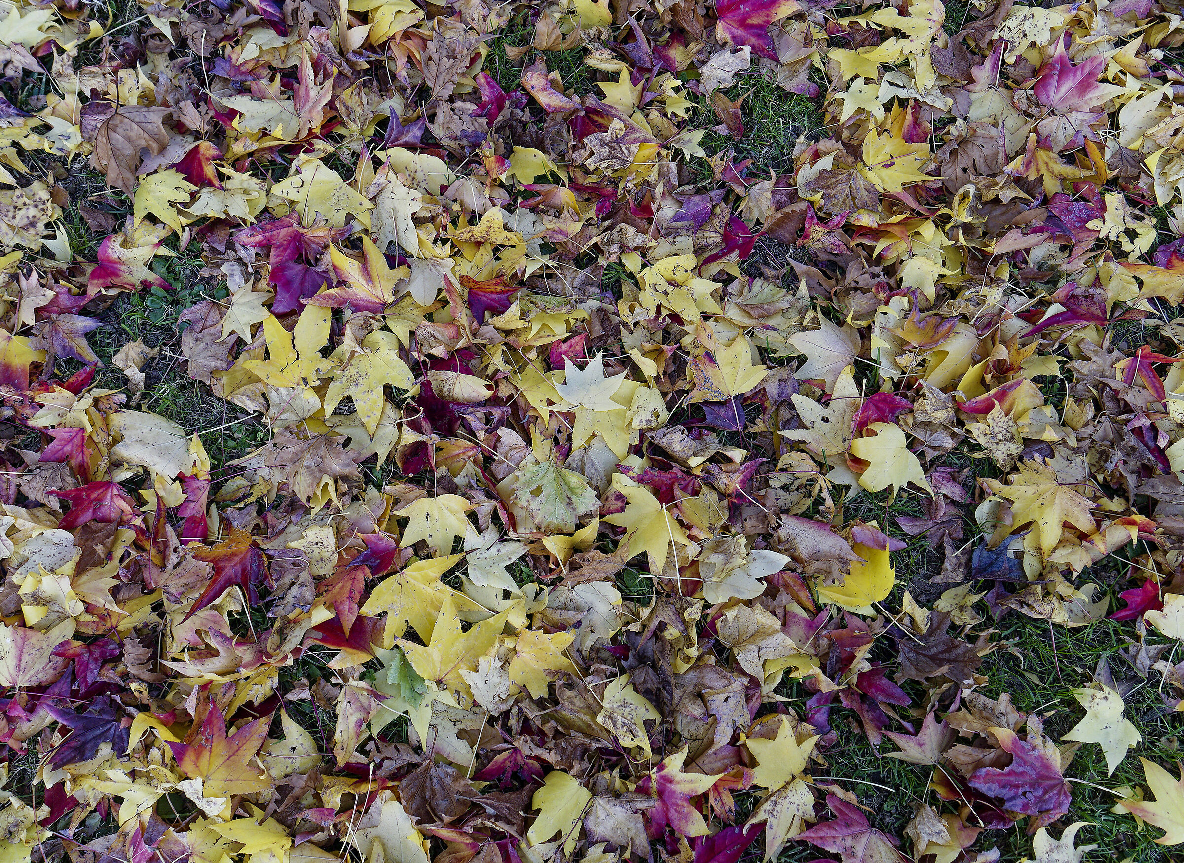 Foglie d'autunno