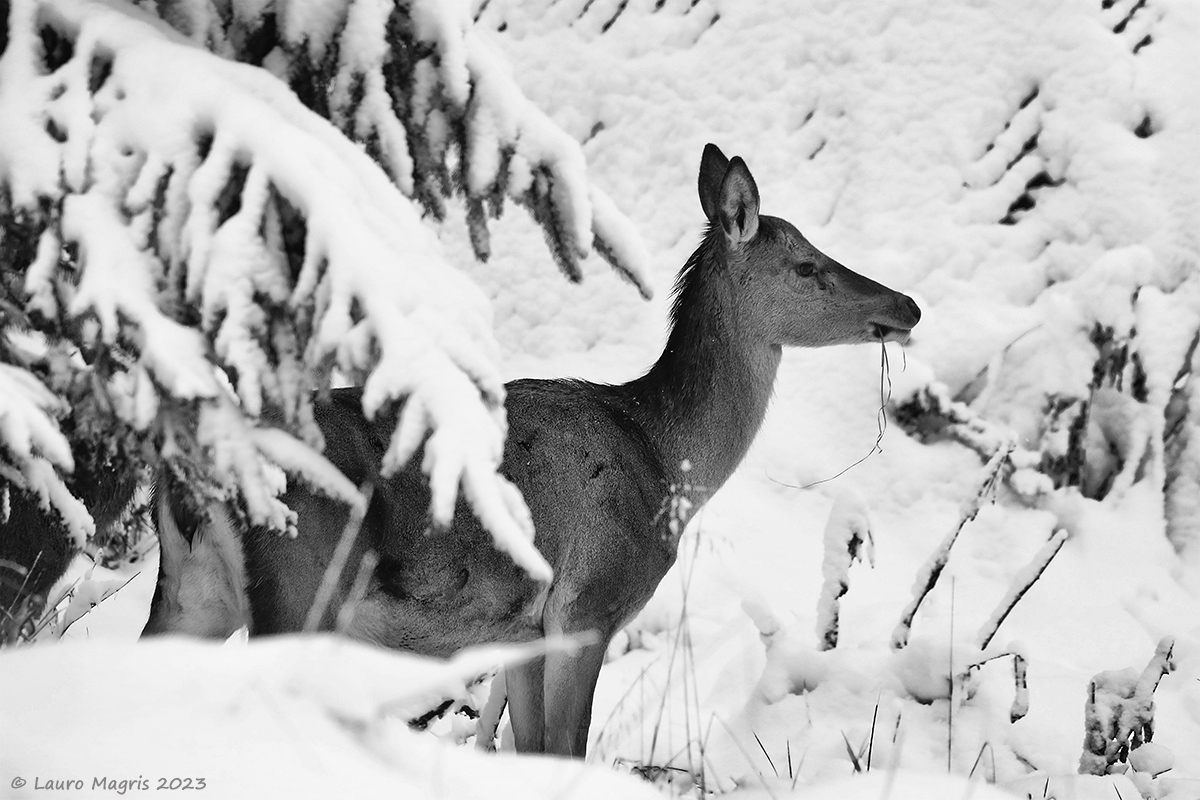 Under a blanket of snow