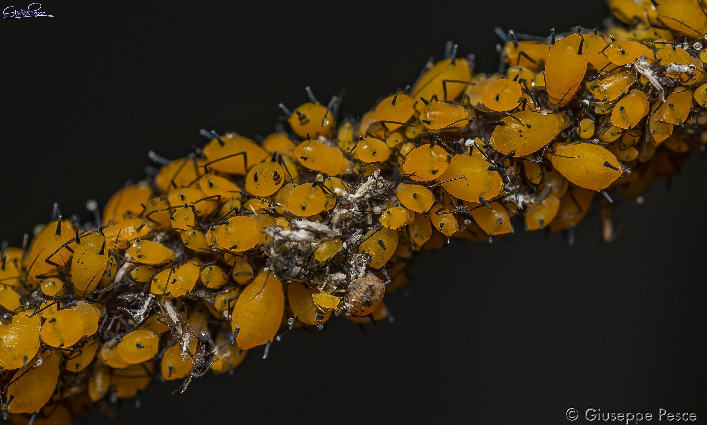 Aphis nerii