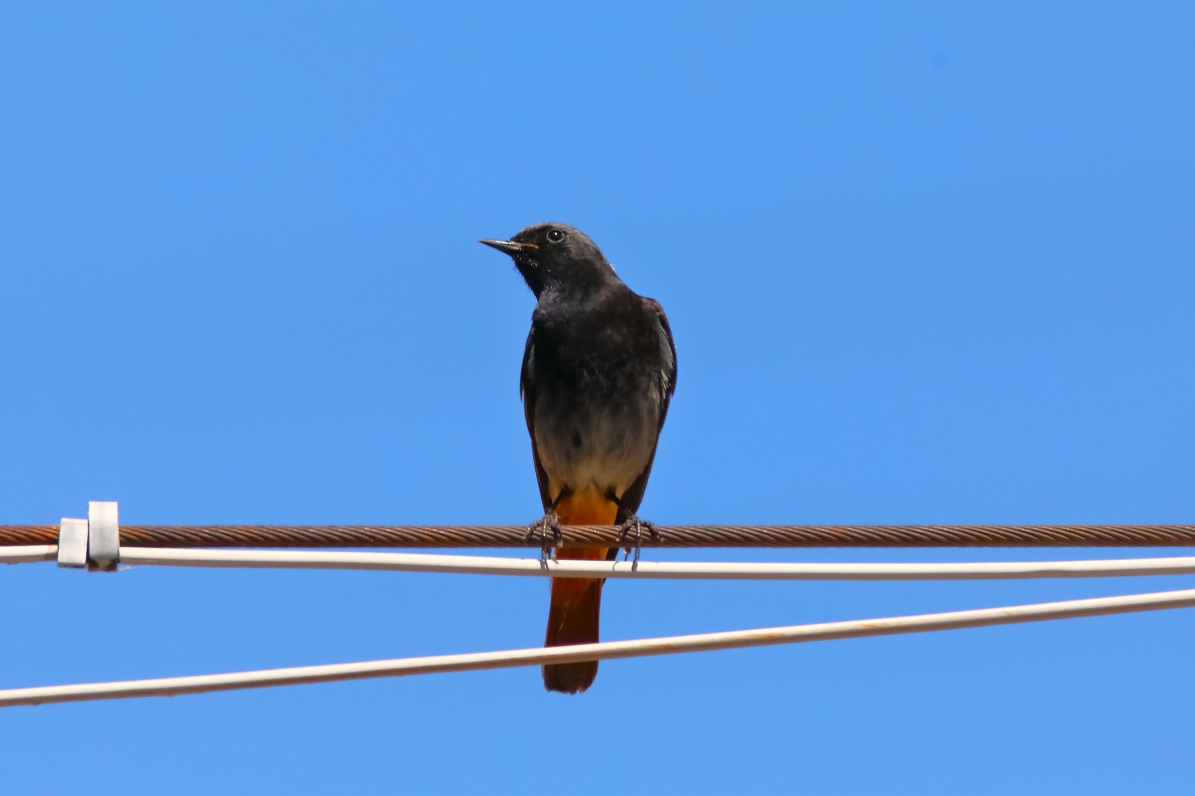 Redstart 07-07-2023