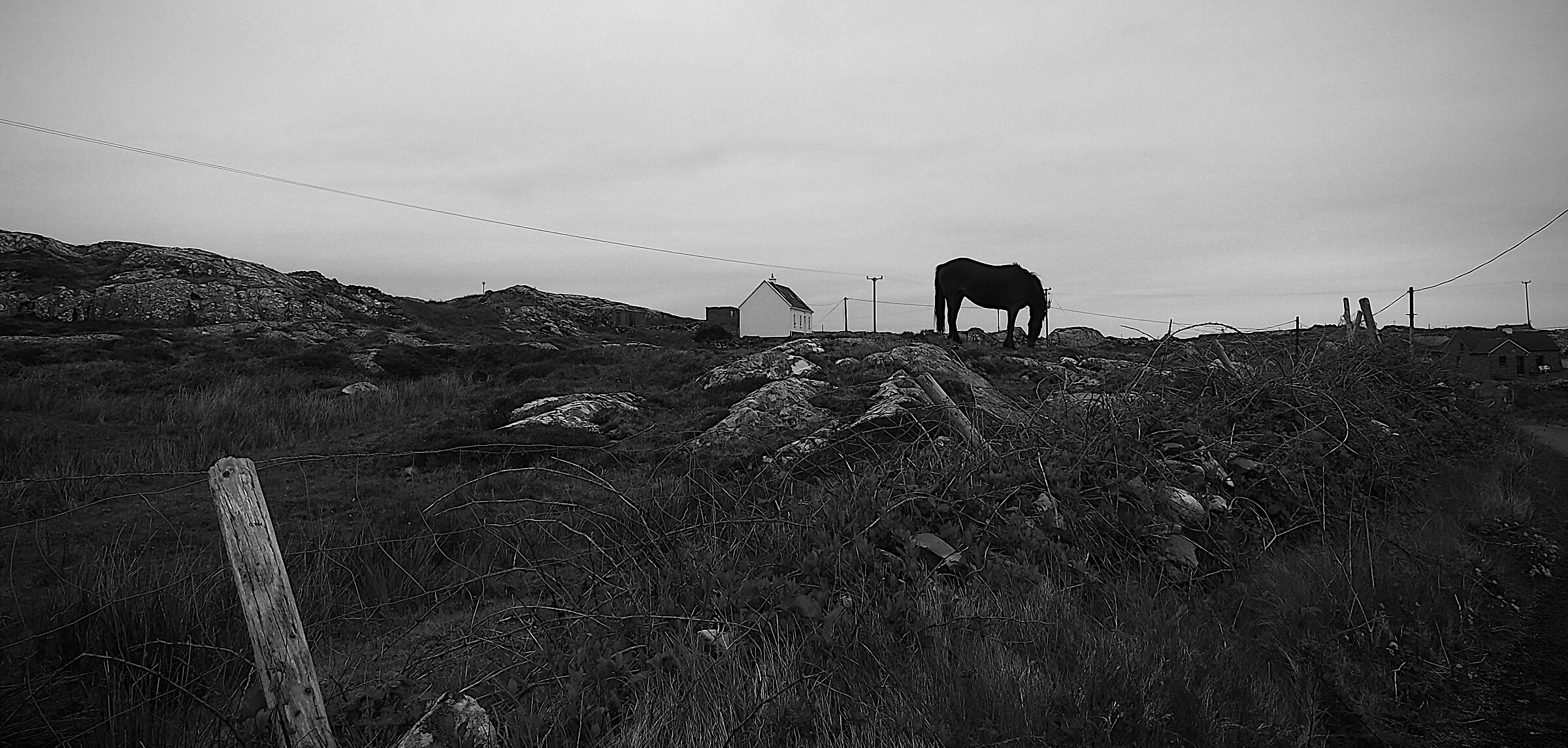 Horse silhouette