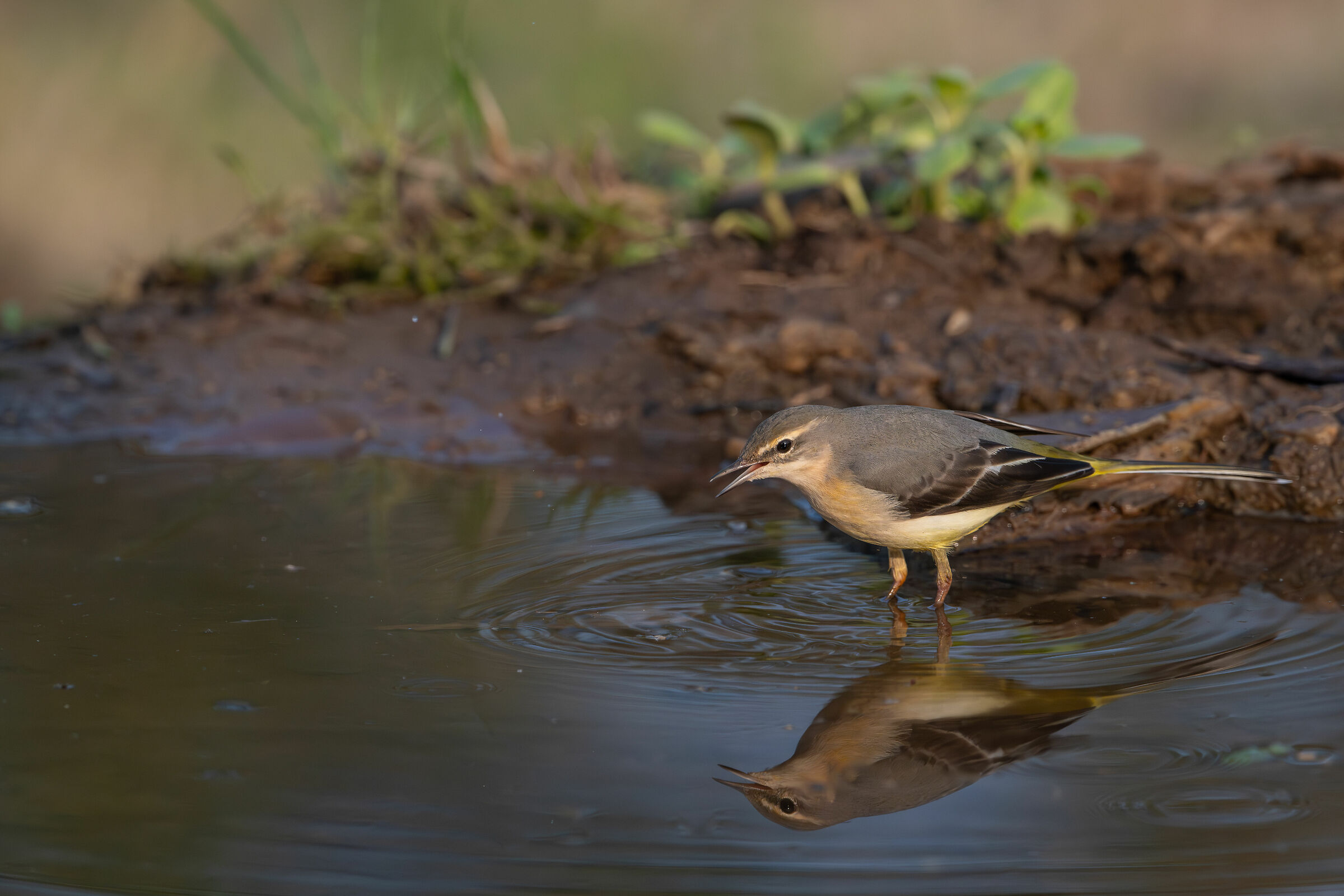 Yellow Ballerina #capannocora