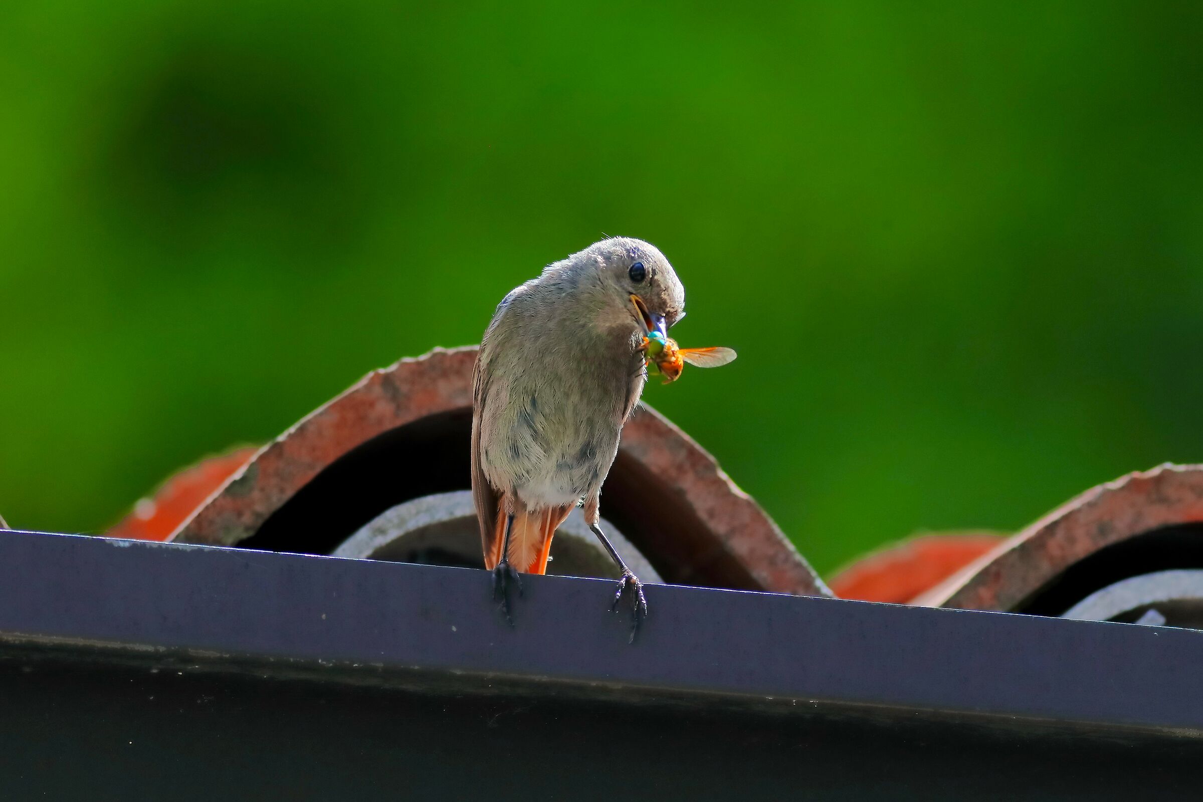 Redstart 07-07-2023