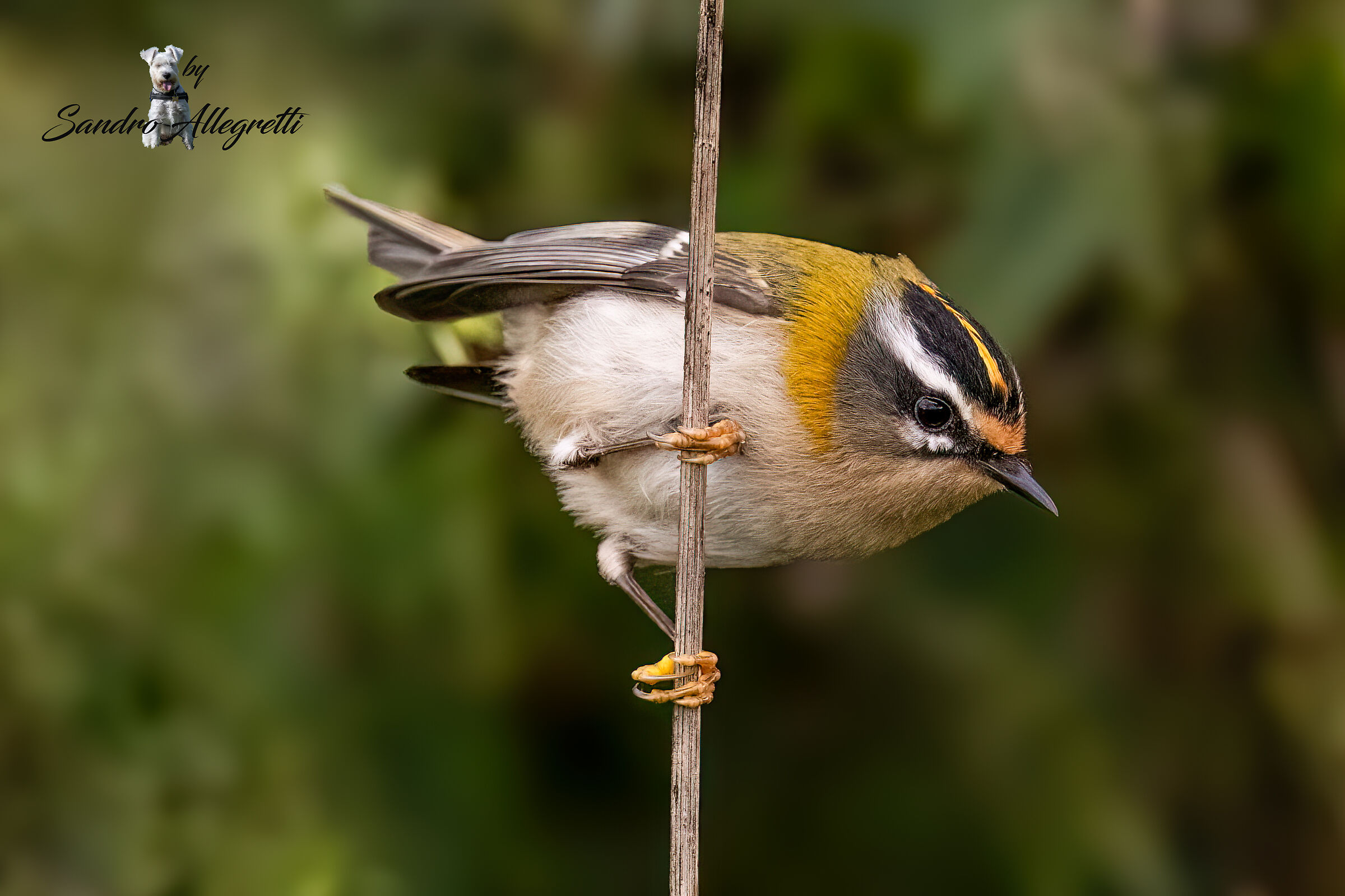 Il fiorrancino (Regulus ignicapilla)