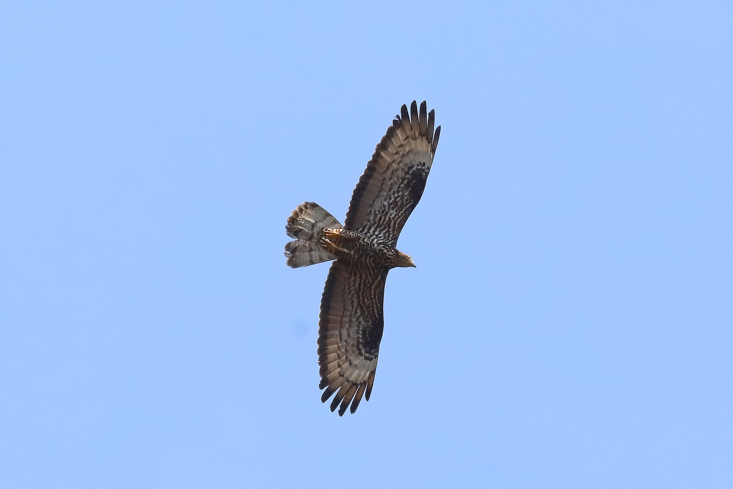 Honey buzzard 11-07-2023