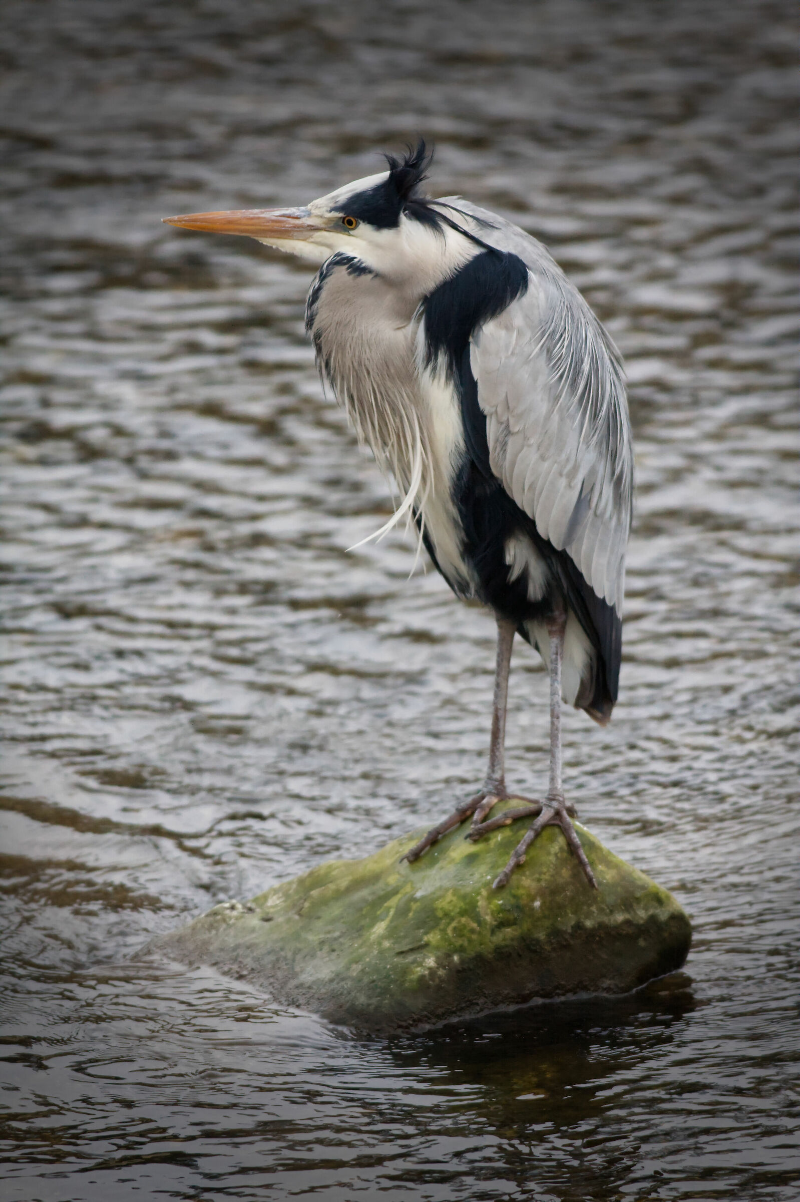 Le pettinature...quelle belle!!!