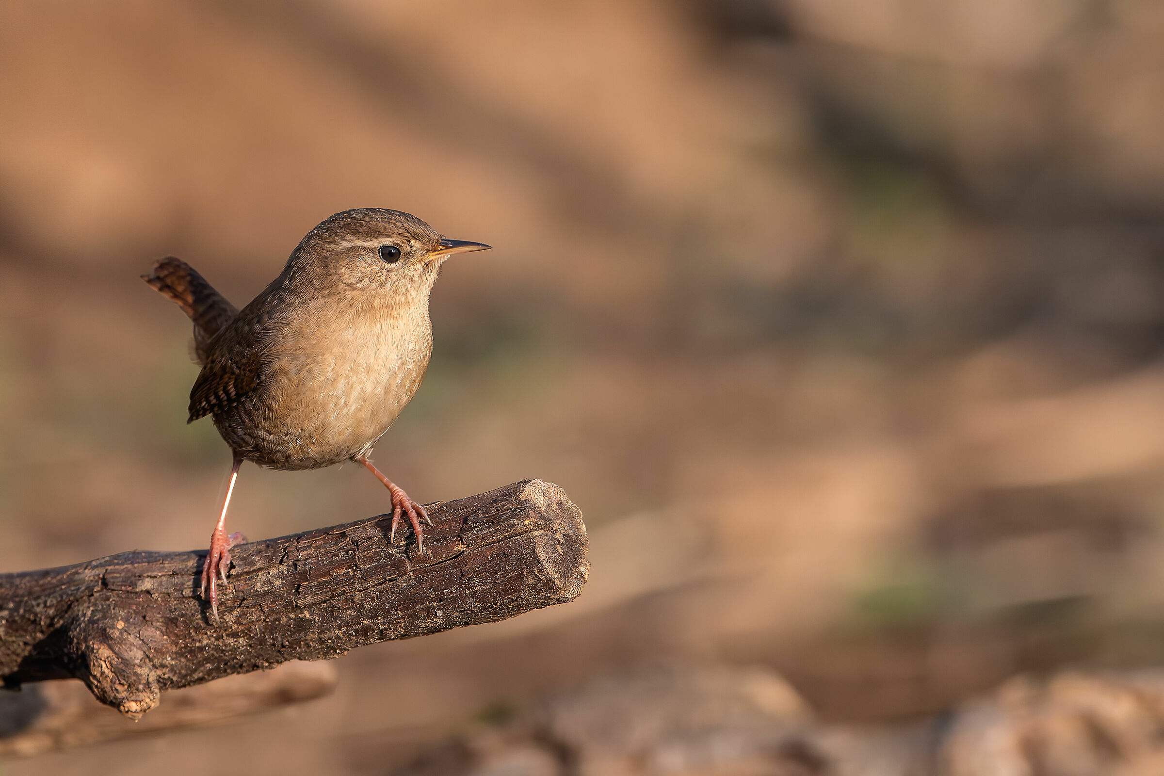 Scricciolo #capannocora