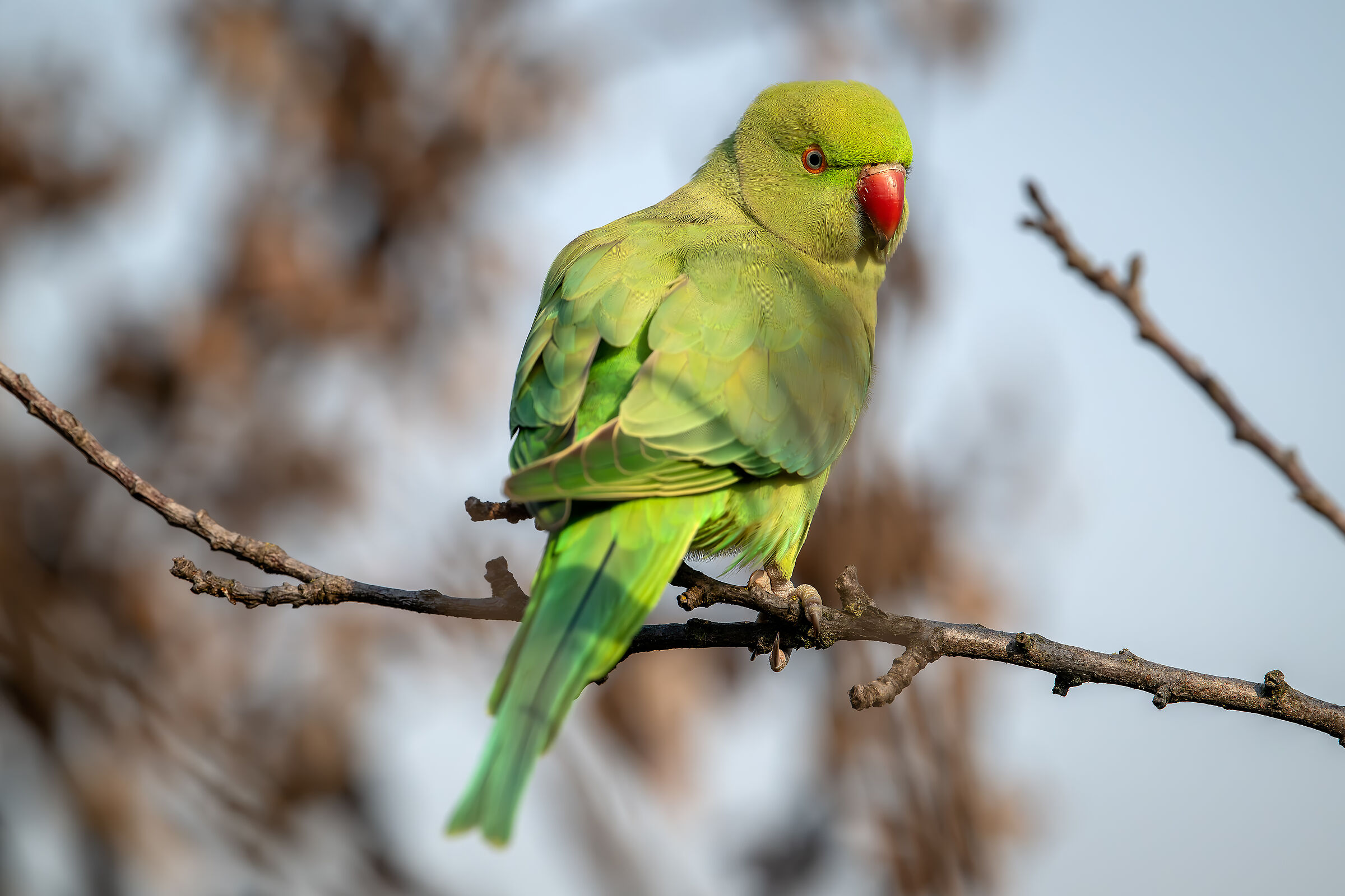 Parakeet #capannocorA