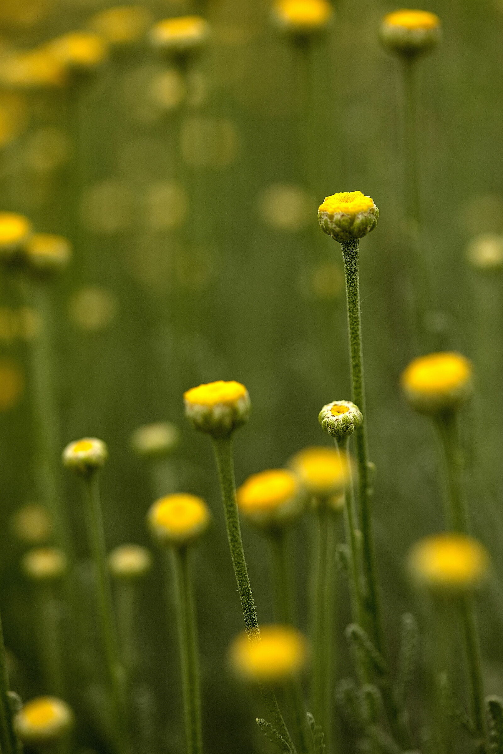Flower heads bare.