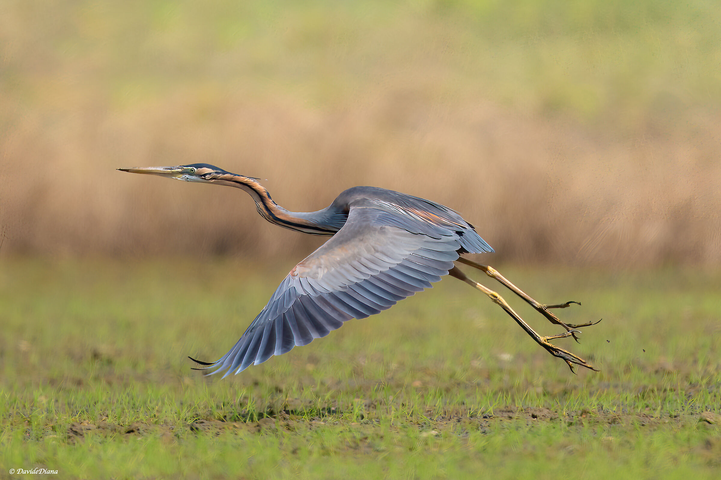 Purple heron