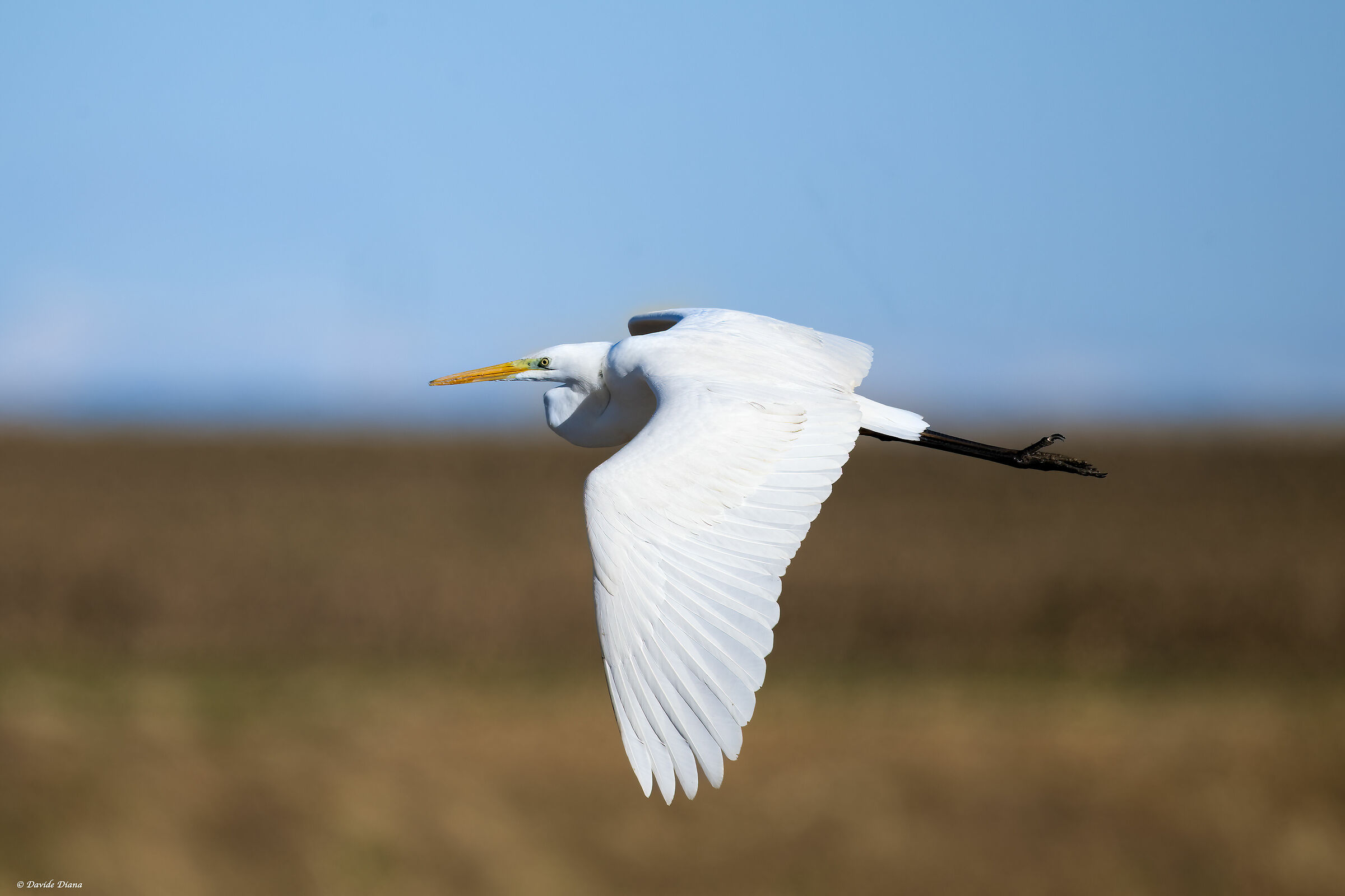 Great White Heron