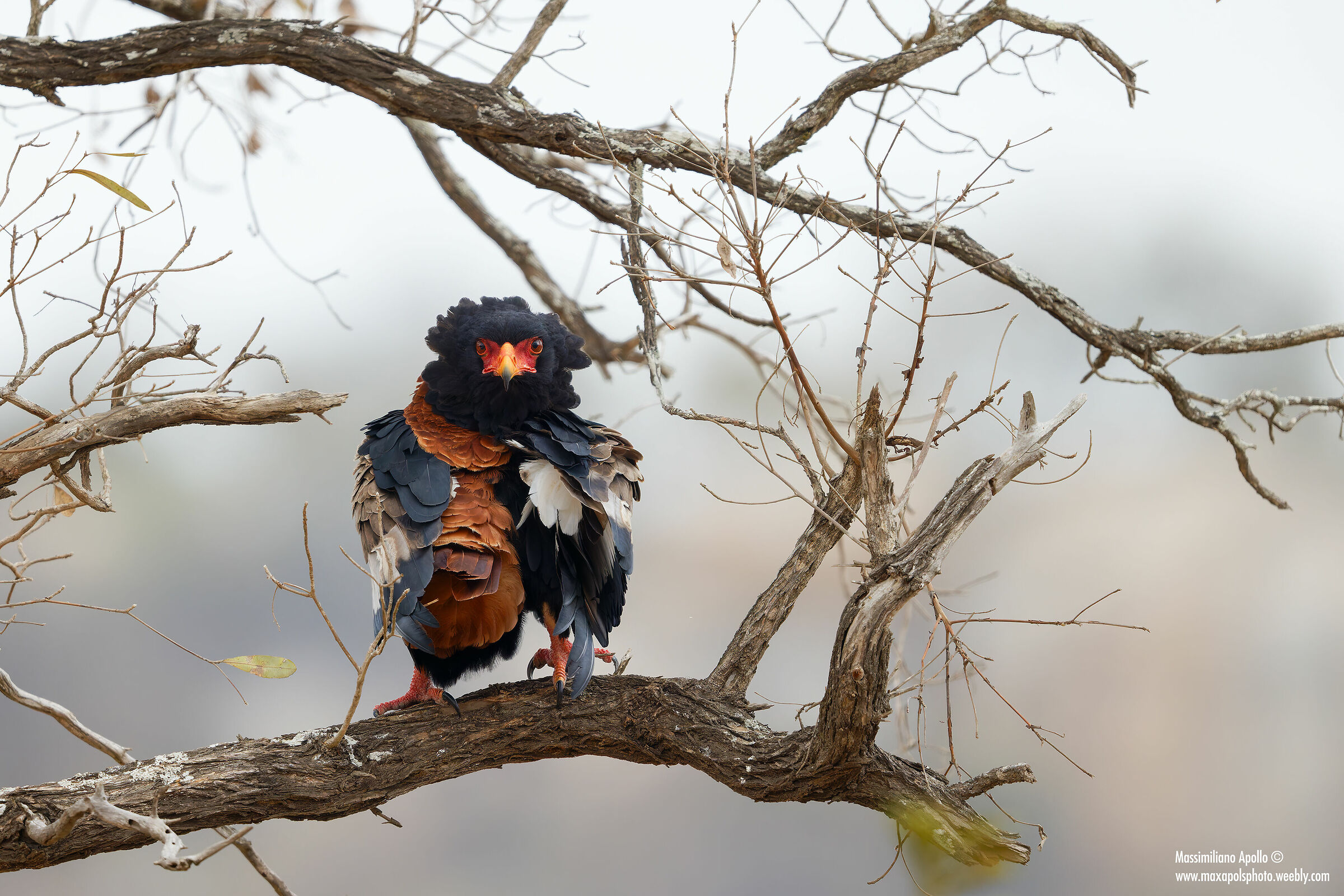 "Giocoliere arruffato... "