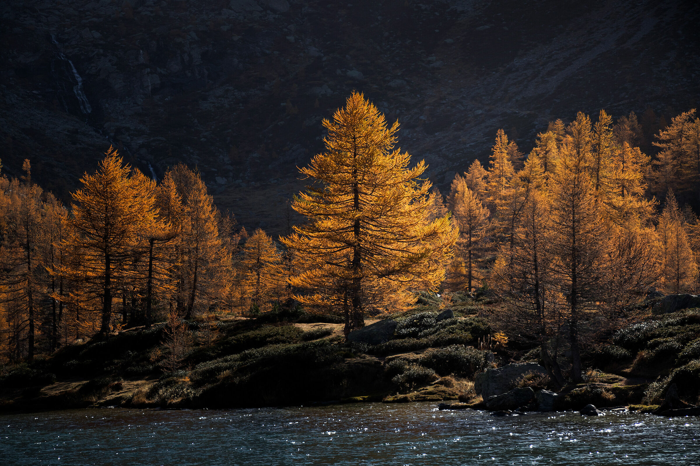 Latest lights on larch trees