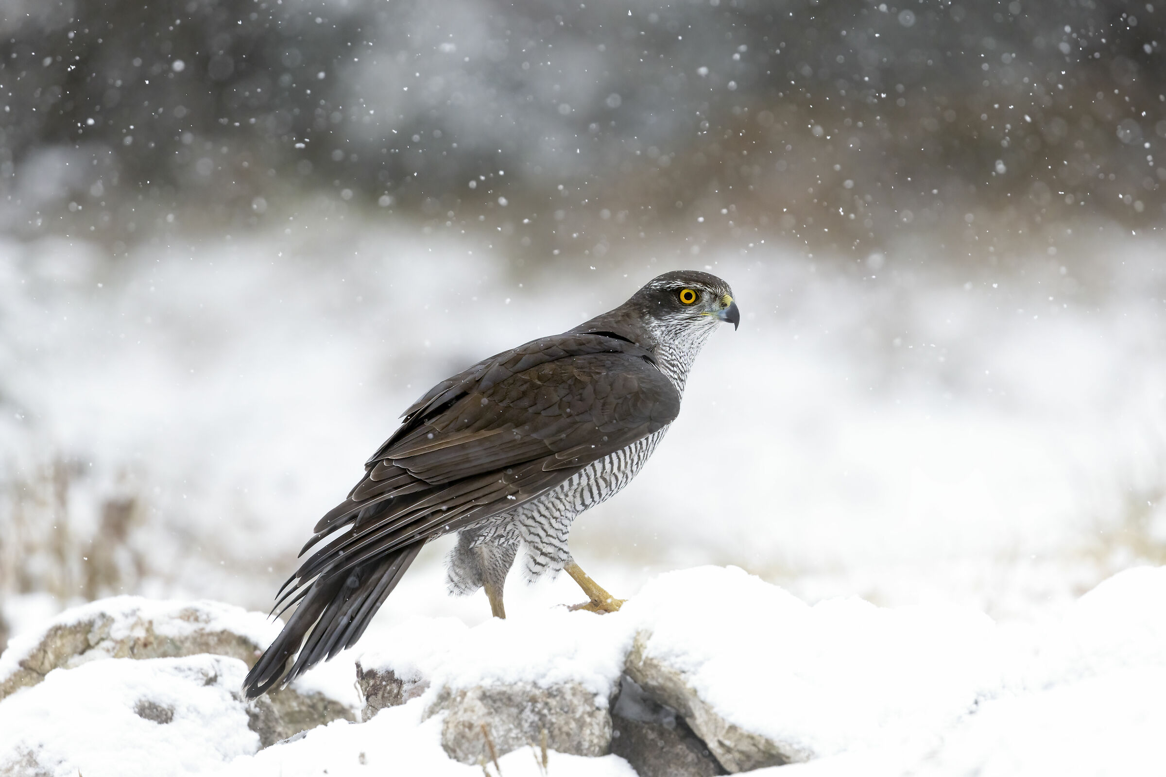 scende la neve, astore maschio