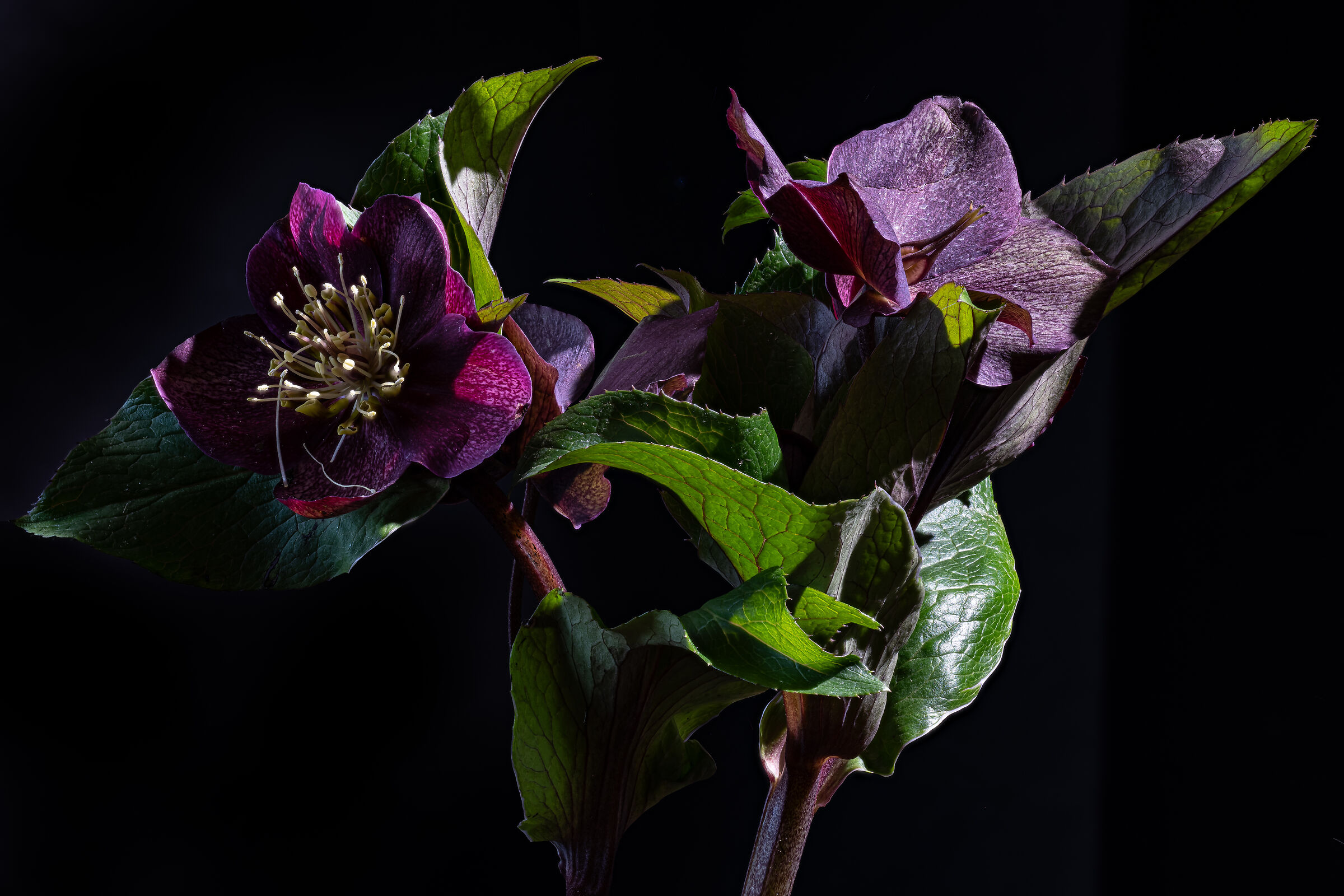 Helleborus niger