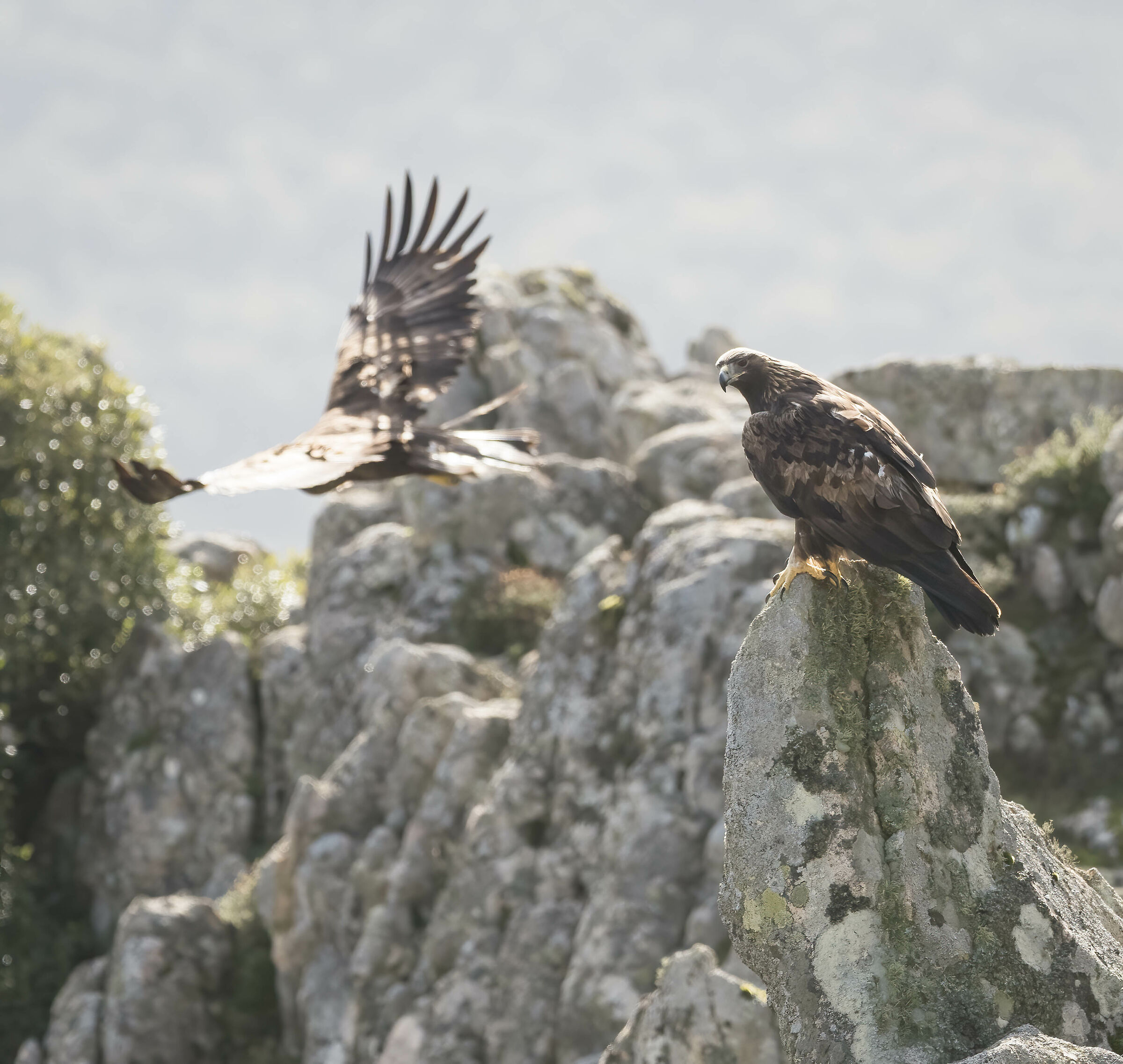 Aquila reale "la mia coppia"