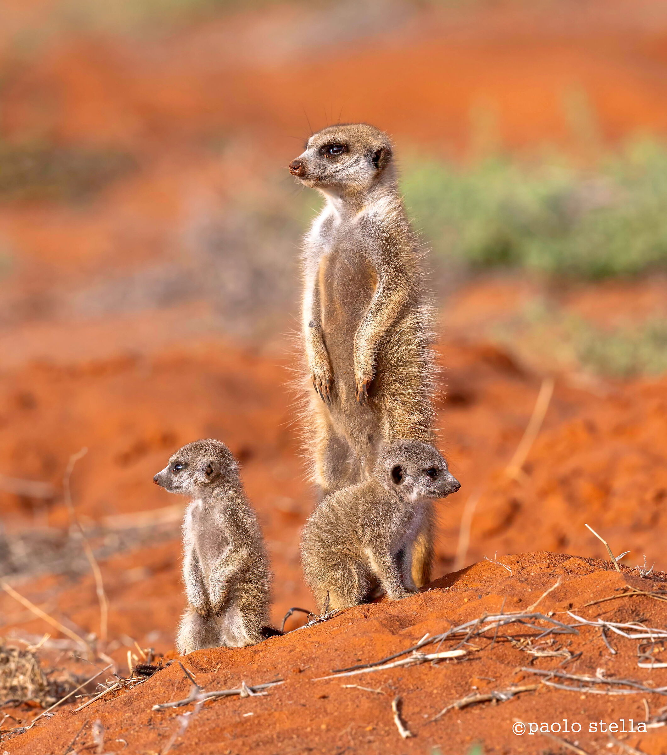 Control of the territory