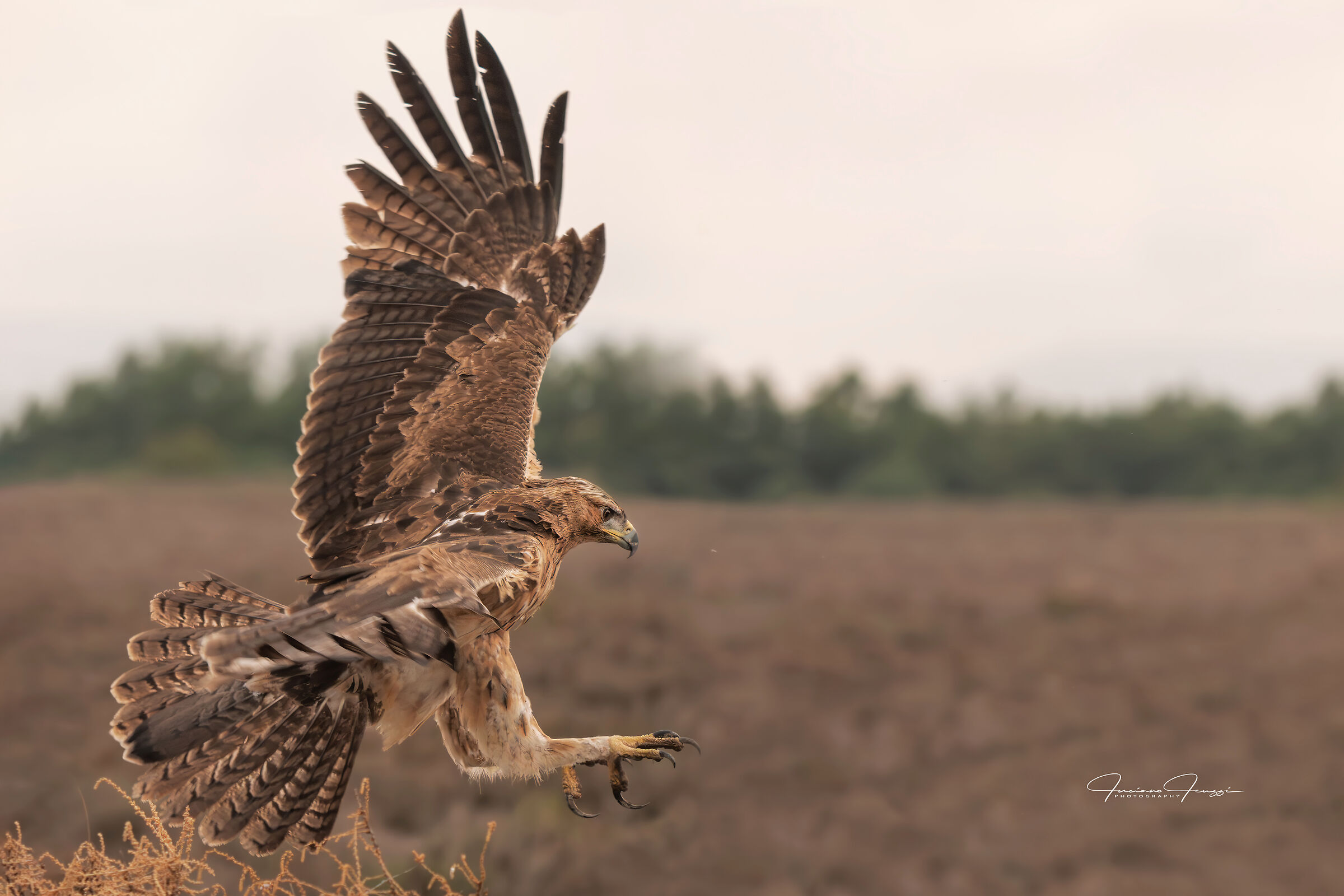 Aquila di Bonelli giovane