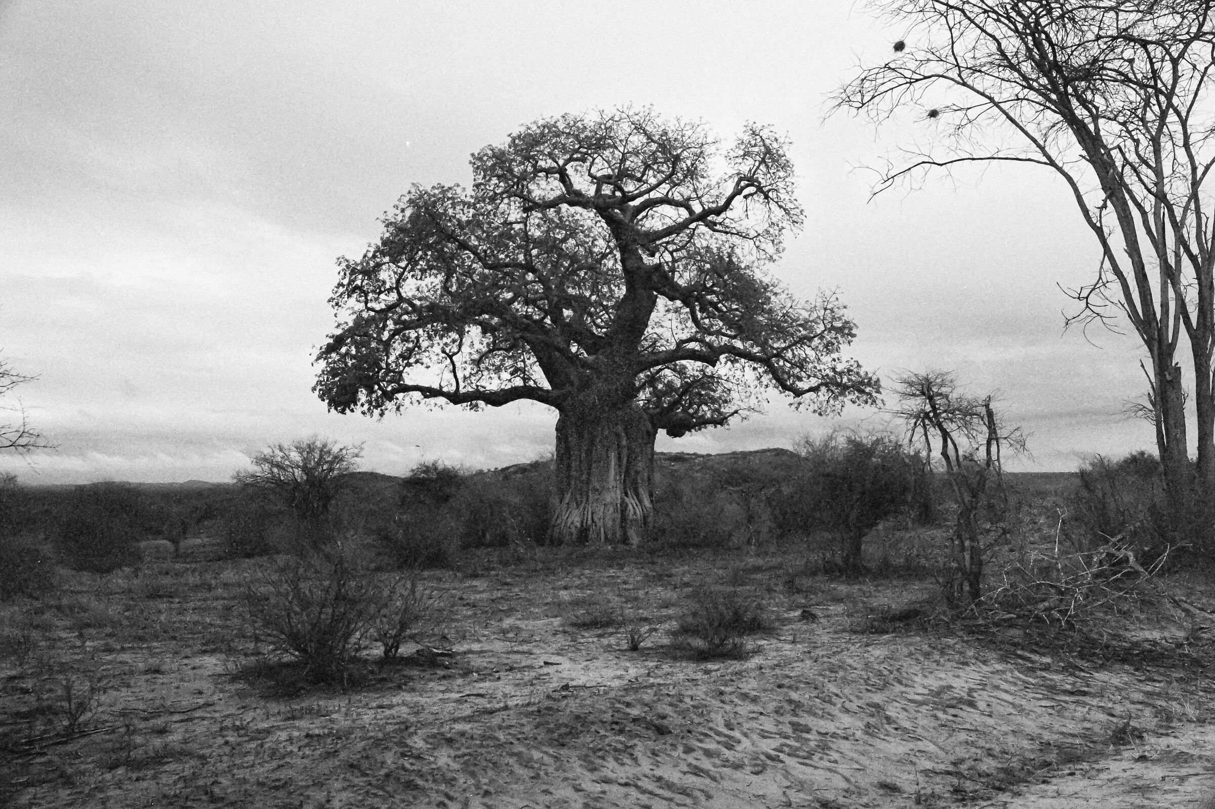 Baobab nello Tsavo Est