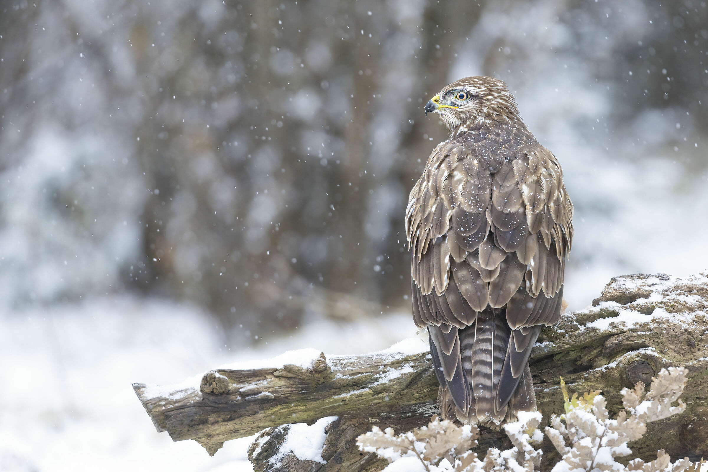 poiana nella neve