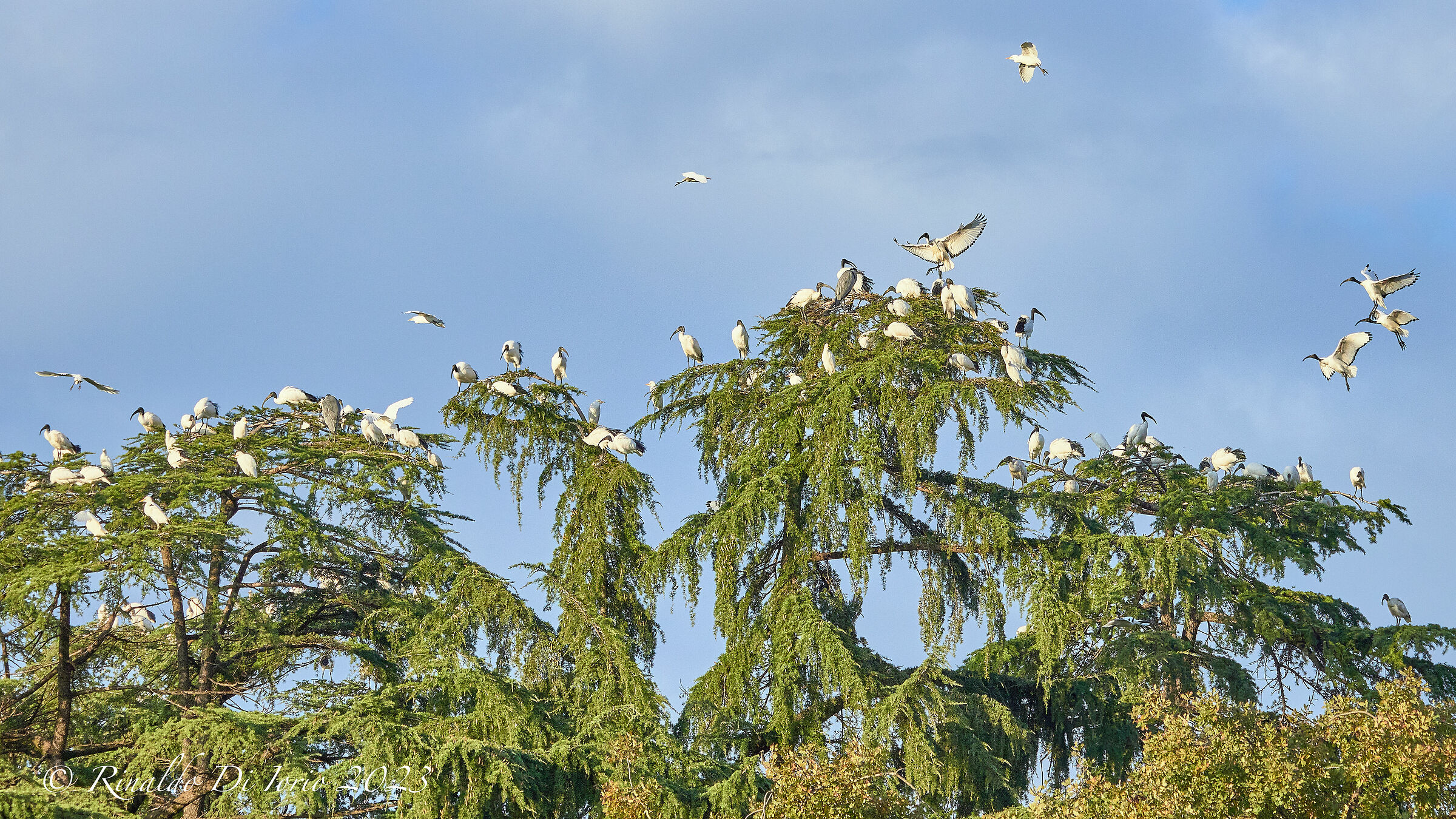 Ibis Sacro nidifica  in centro di un paese Lombardo