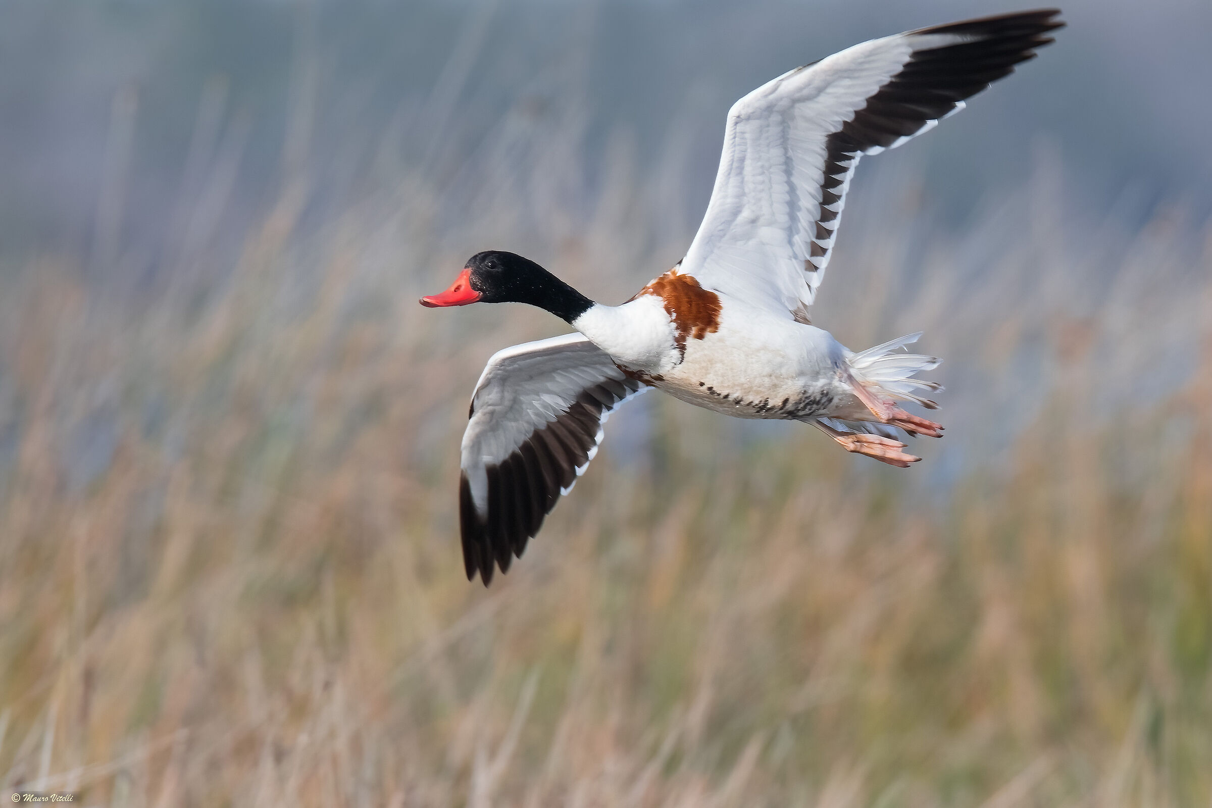 Volpoca (Tadorna tadorna)