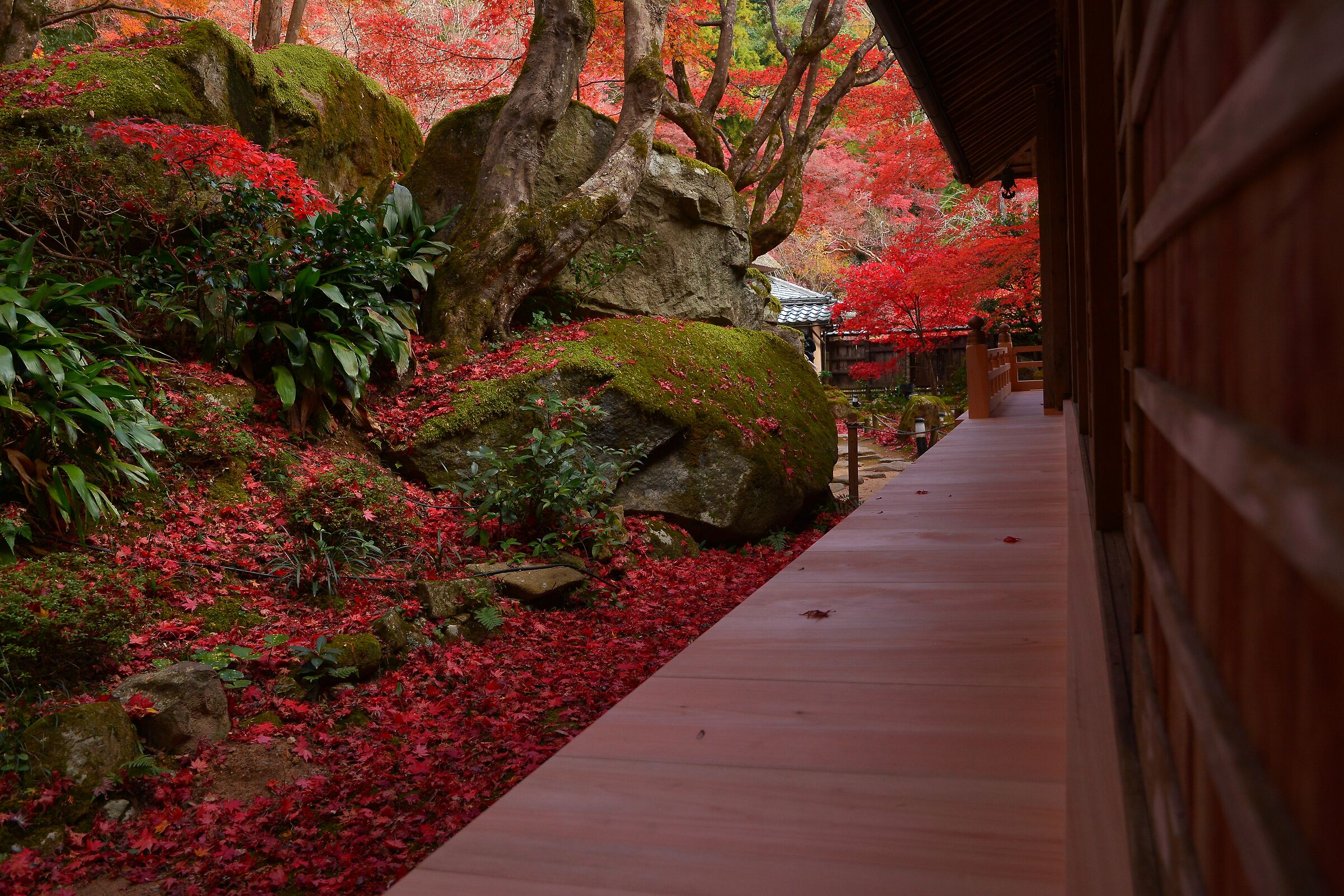 Autumn in Japan