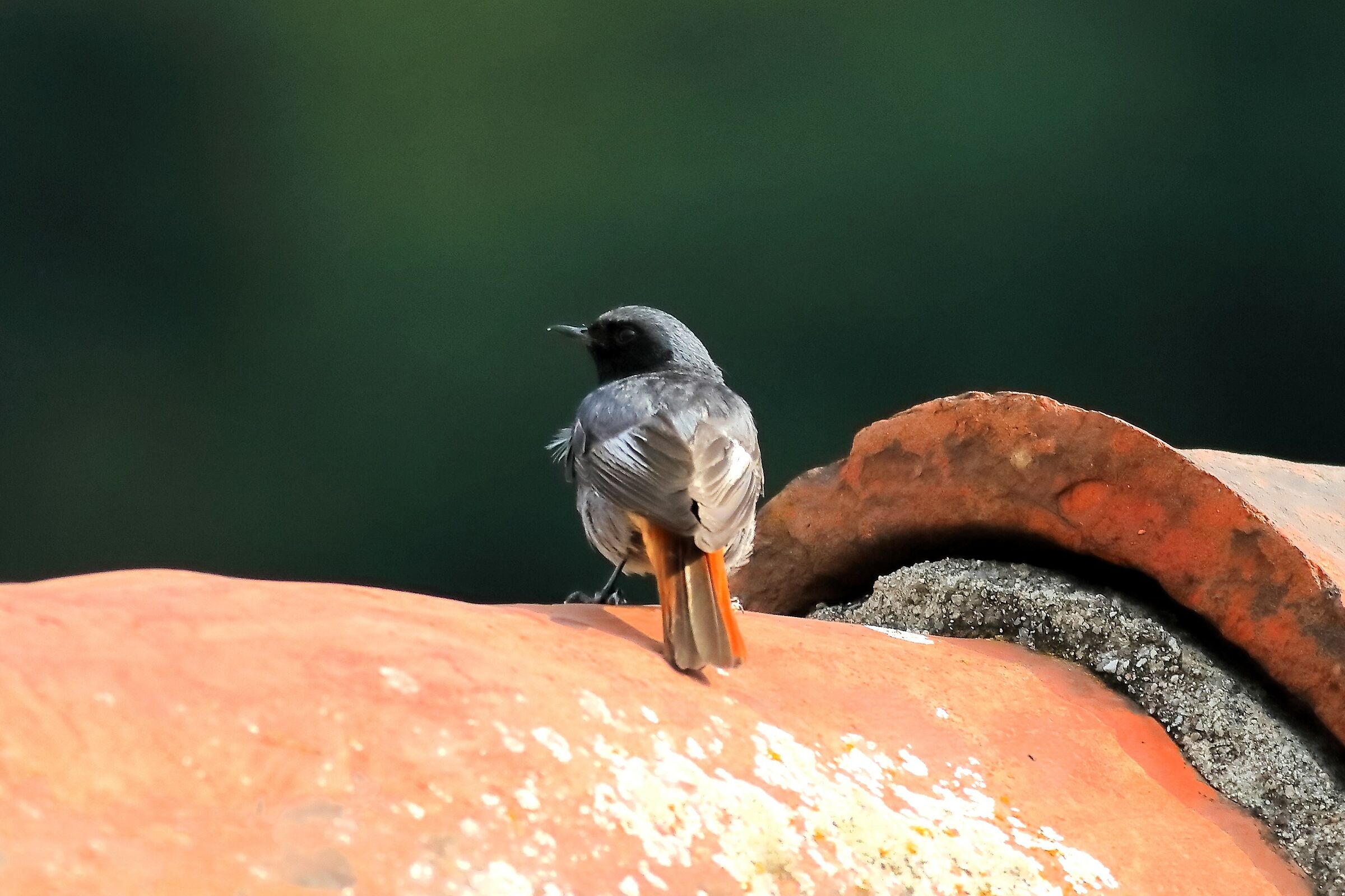 Redstart 15-07-2023