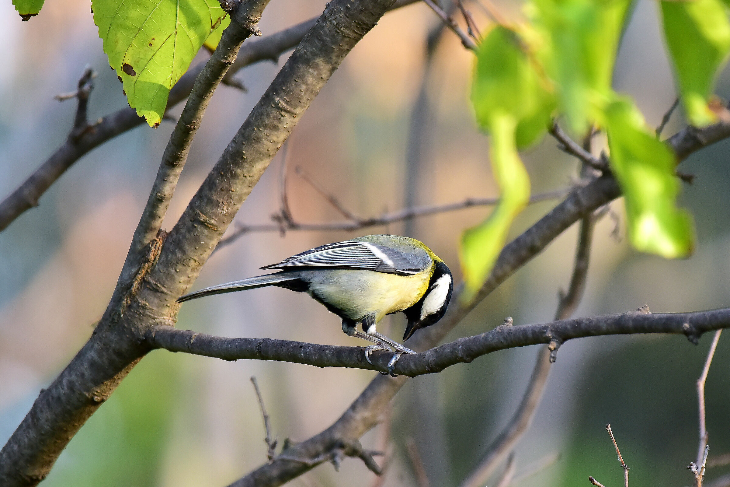 Parus Maggiore 2