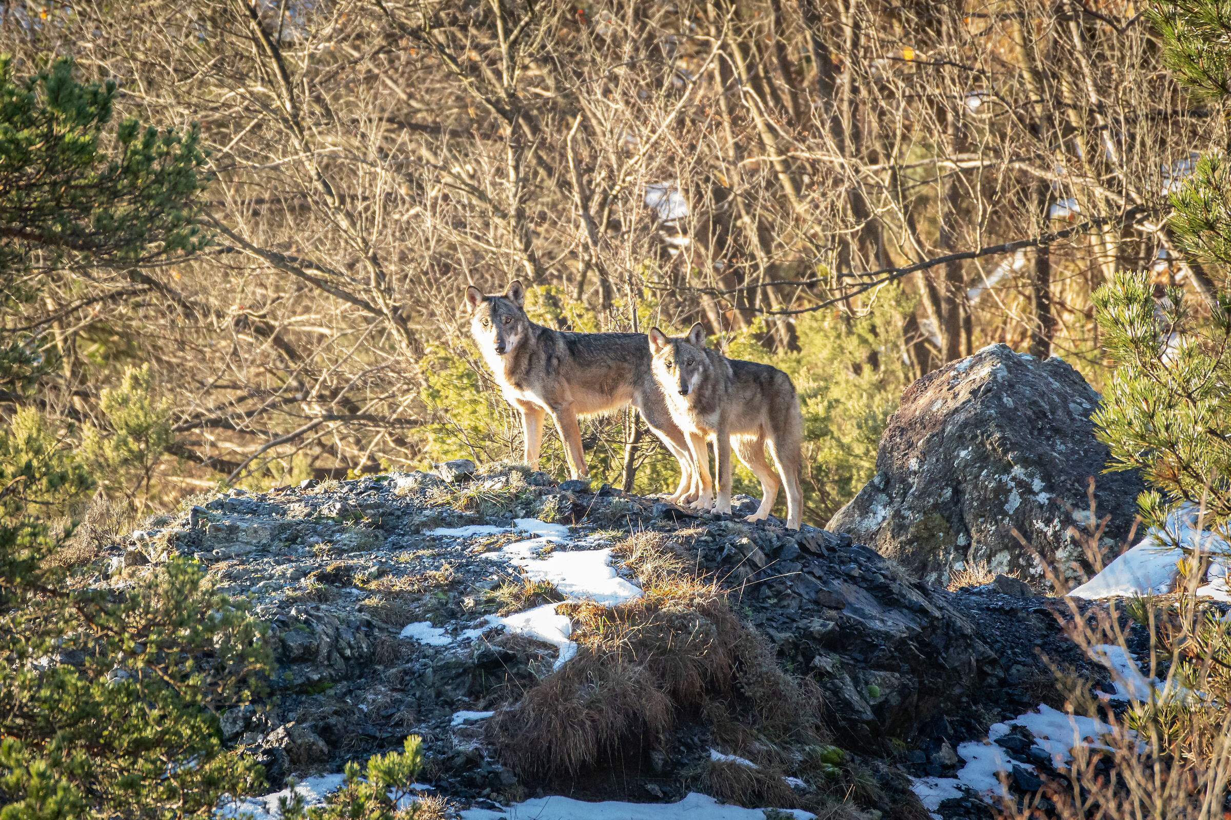 Lupi in natura, Liguria