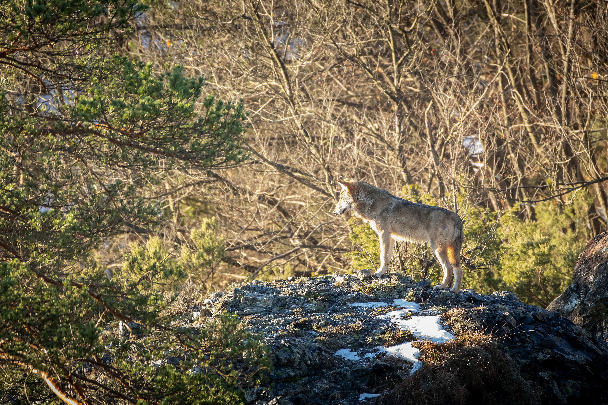 Lupo in natura, Liguria