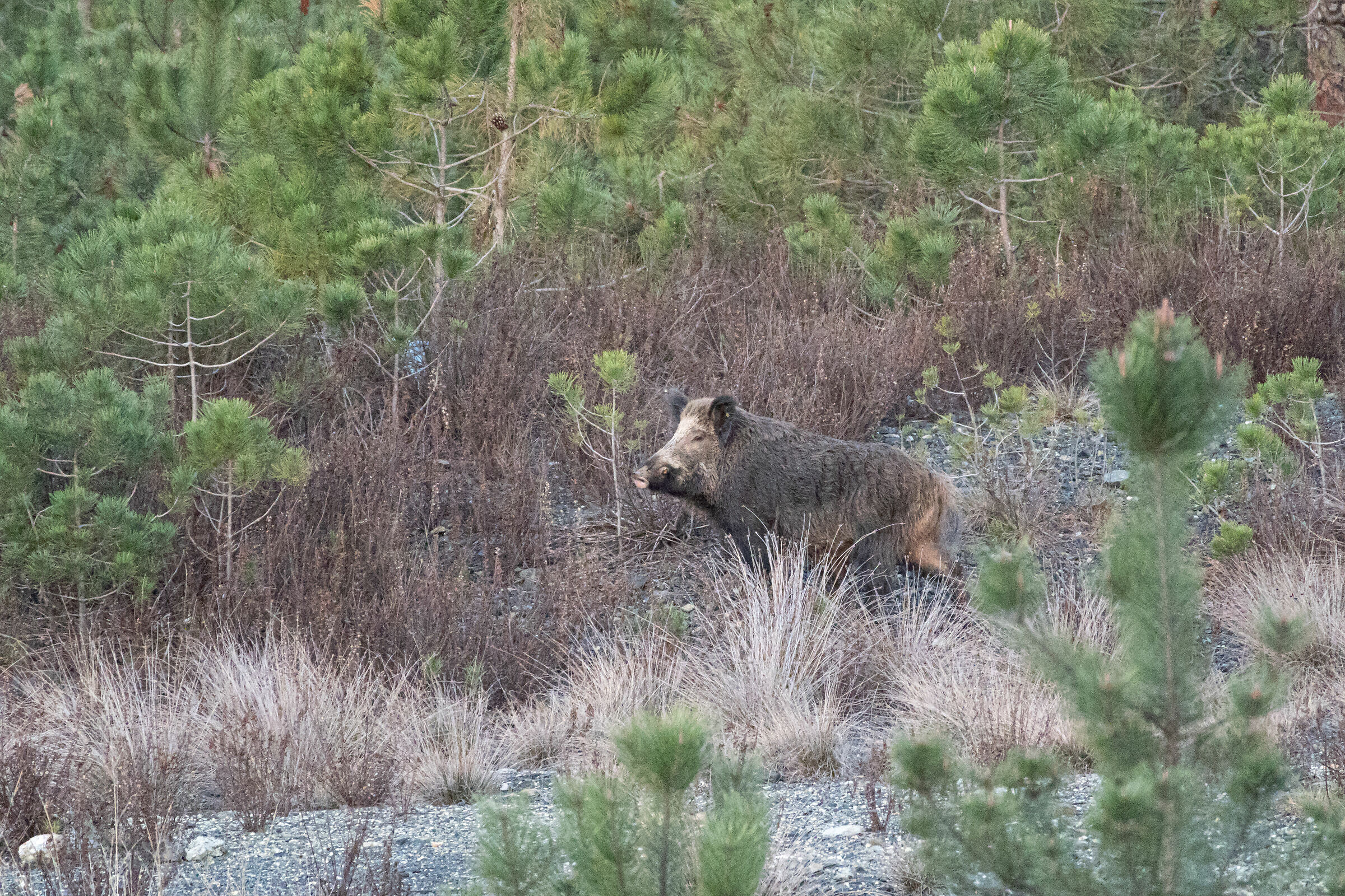 Cinghiale, Liguria