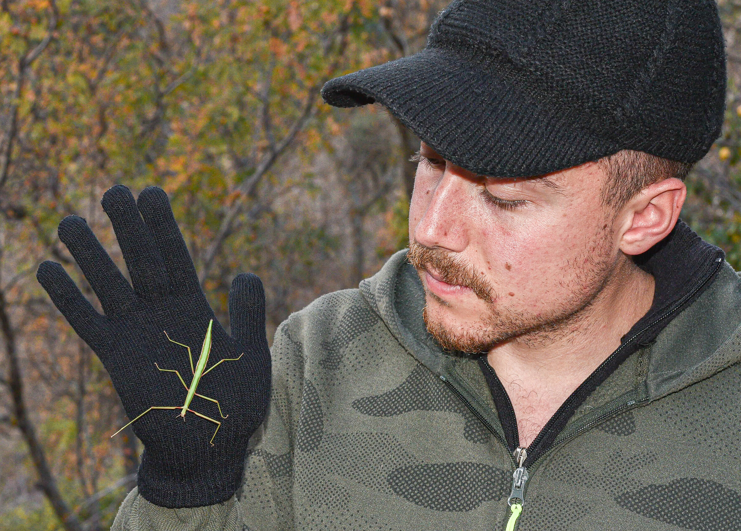 The Fascinating Stick Insect