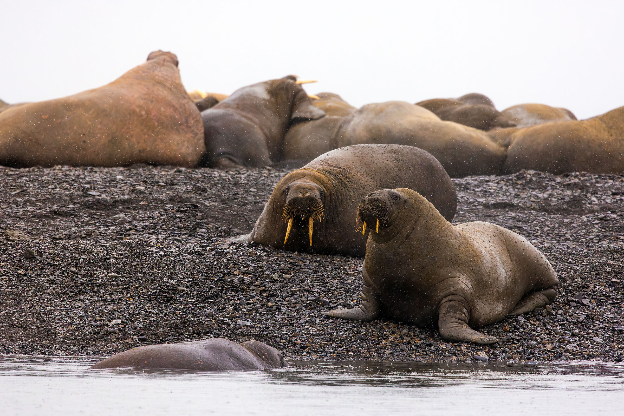 Colonia di trichechi