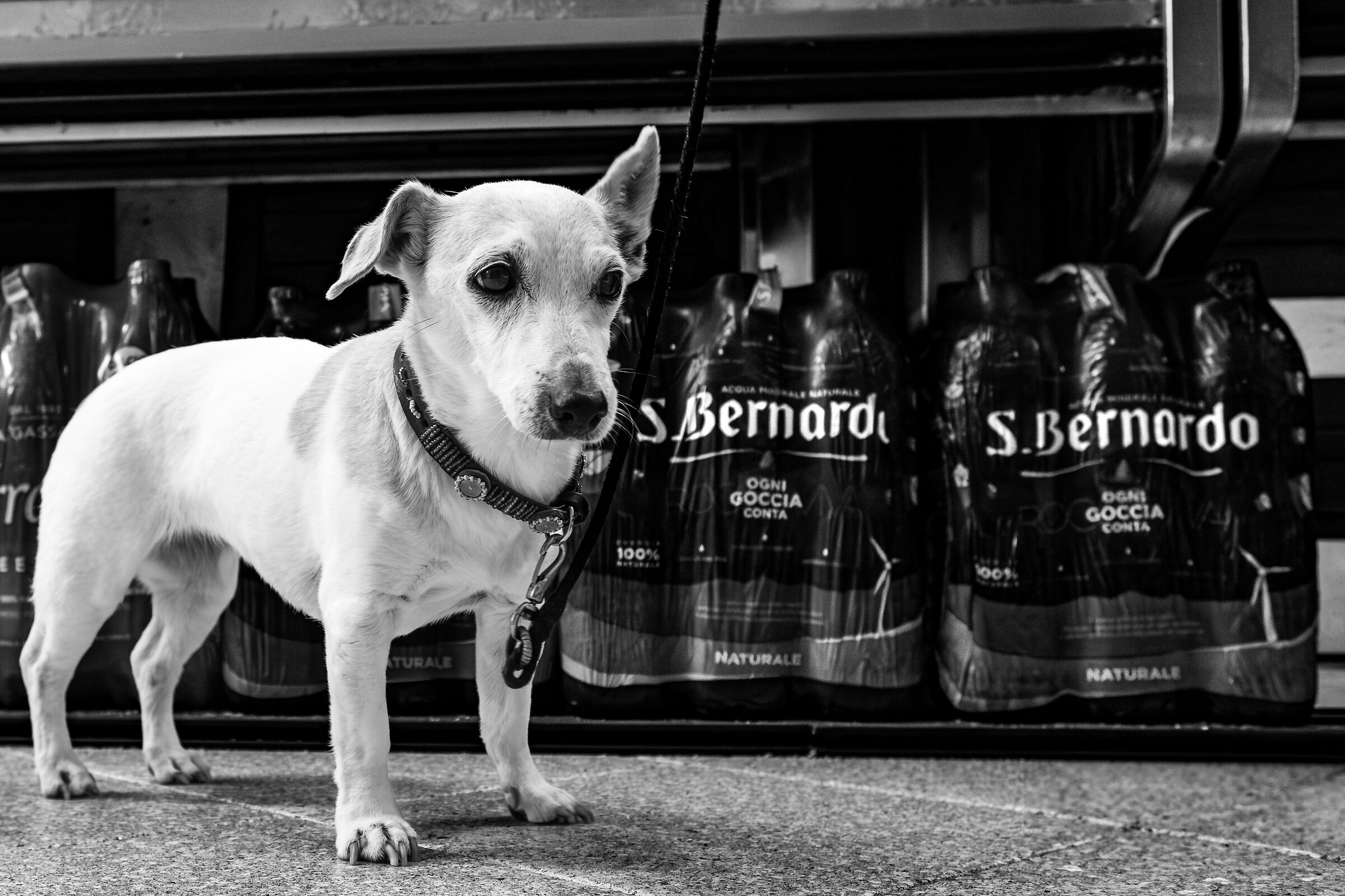 Elliott Erwitt (Tribute)