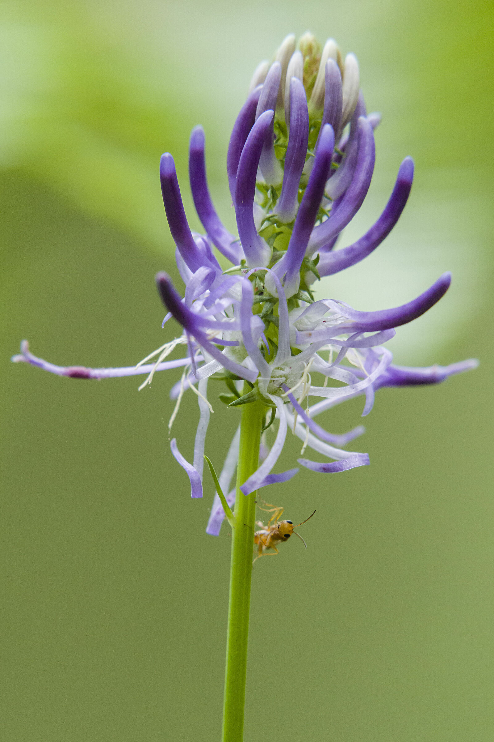 Raponzolo nero con ospite, Liguria