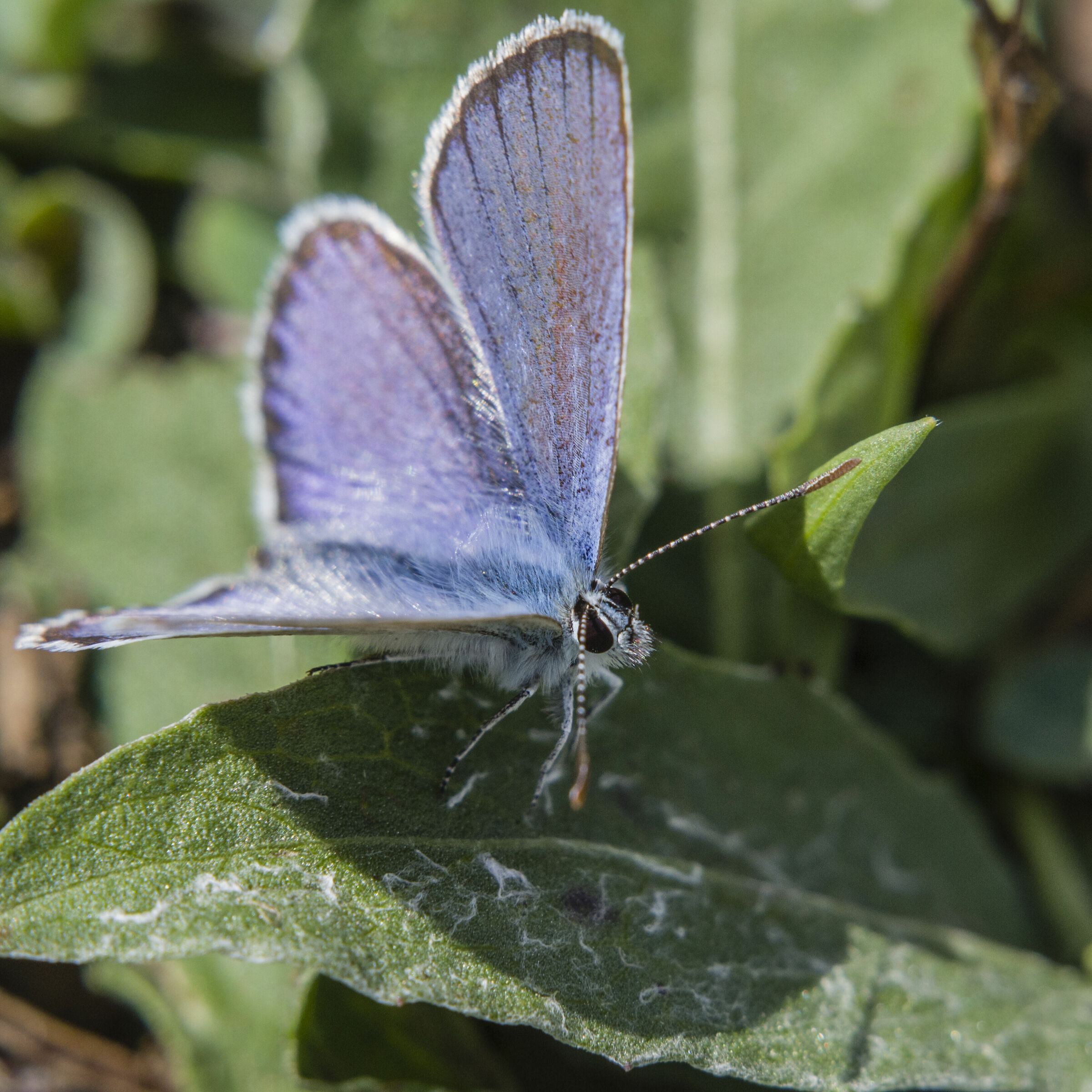 Plebejus argus, Liguria